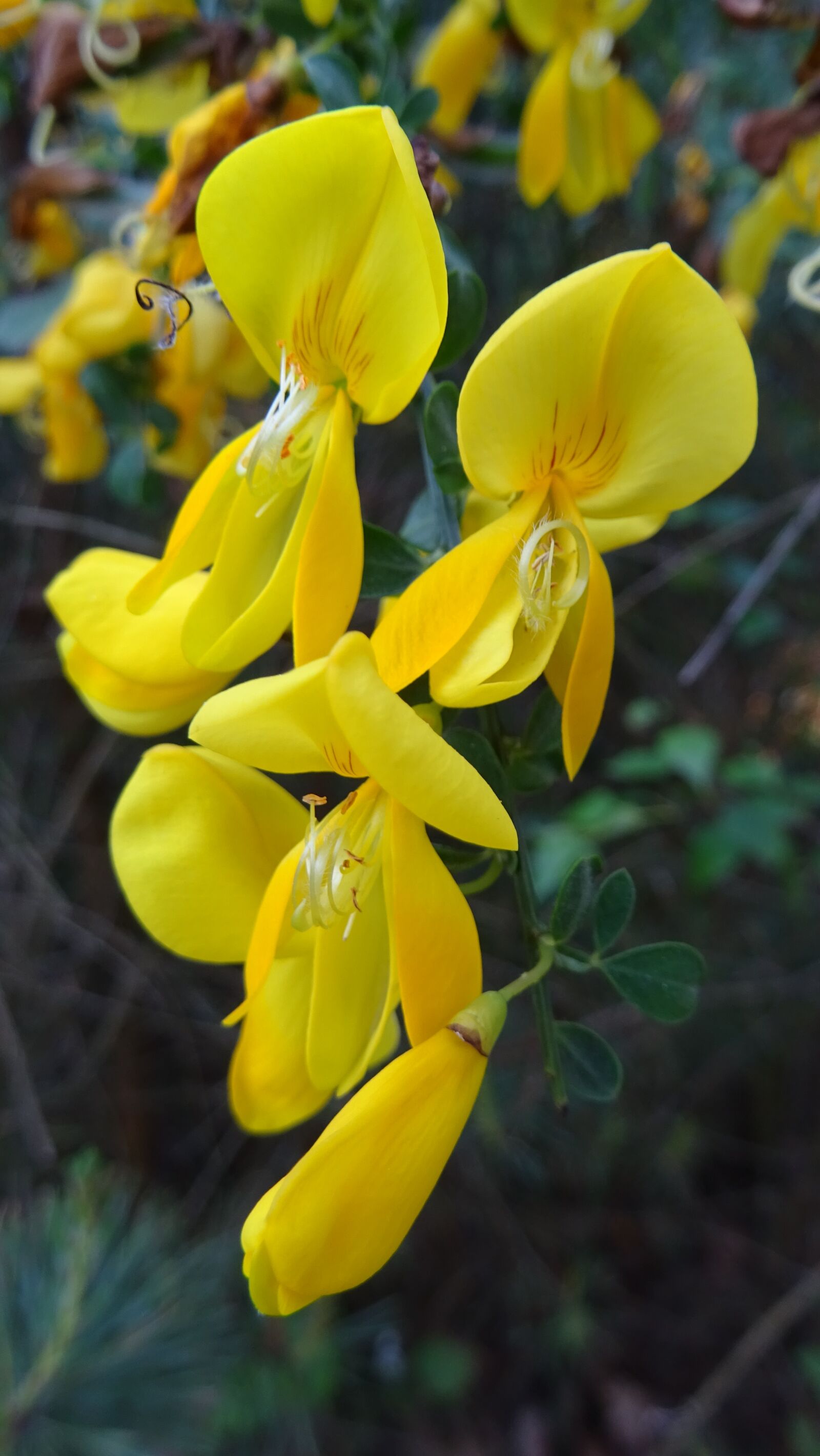 Sony DSC-HX60 sample photo. Flower, flora, macro photography