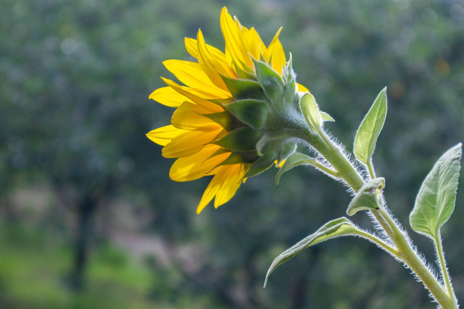 Canon EOS M10 sample photo. Sunflower, flower, yellow photography