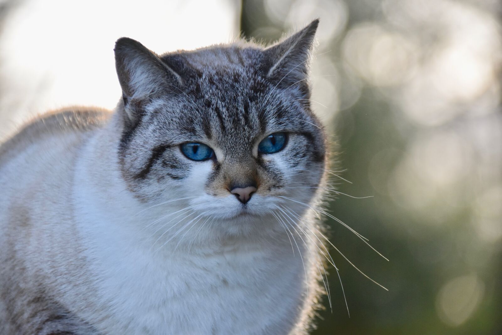 Nikon D5600 sample photo. Portrait of cat, cat photography