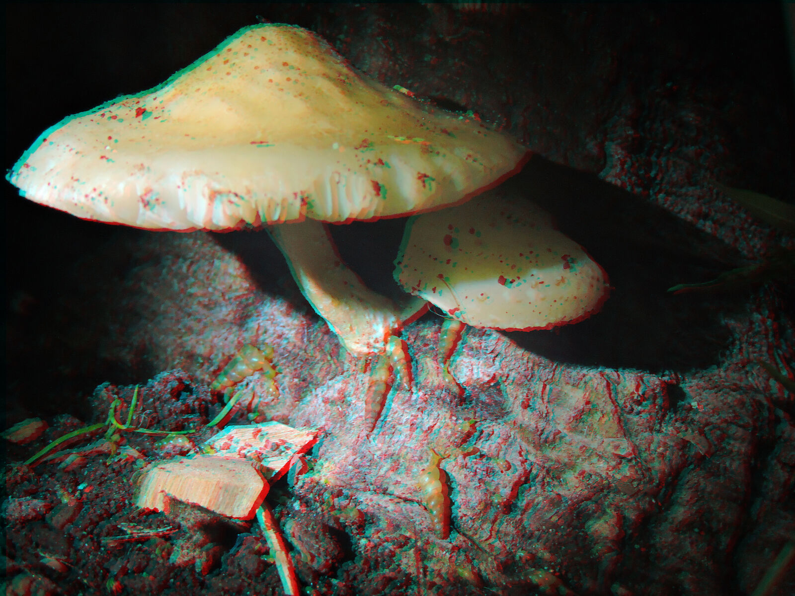 Nikon Coolpix P600 sample photo. 3d, fungus, hongo, knight photography