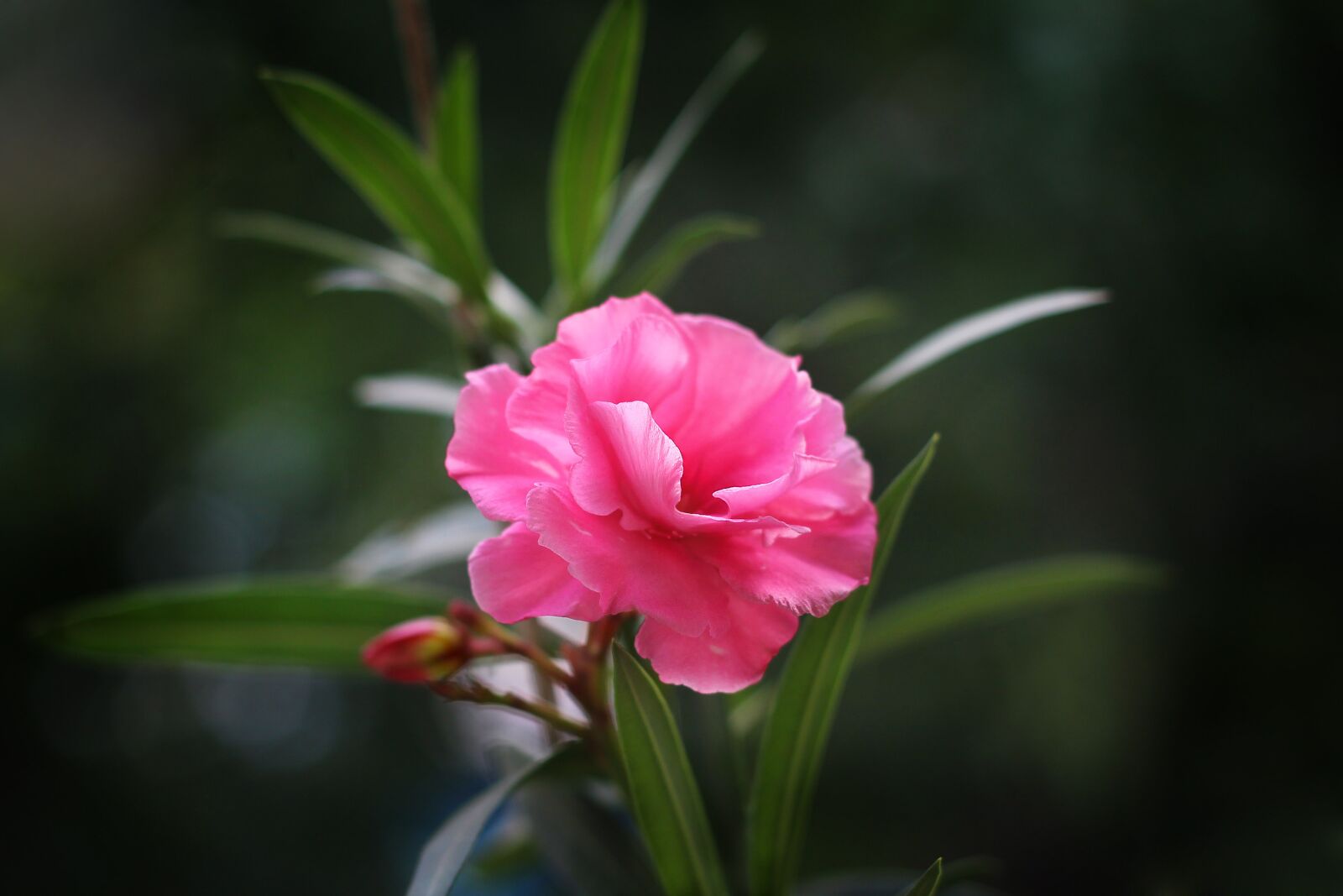 Canon EOS 1100D (EOS Rebel T3 / EOS Kiss X50) + Canon EF 50mm F1.8 II sample photo. Nature, plant, flower photography