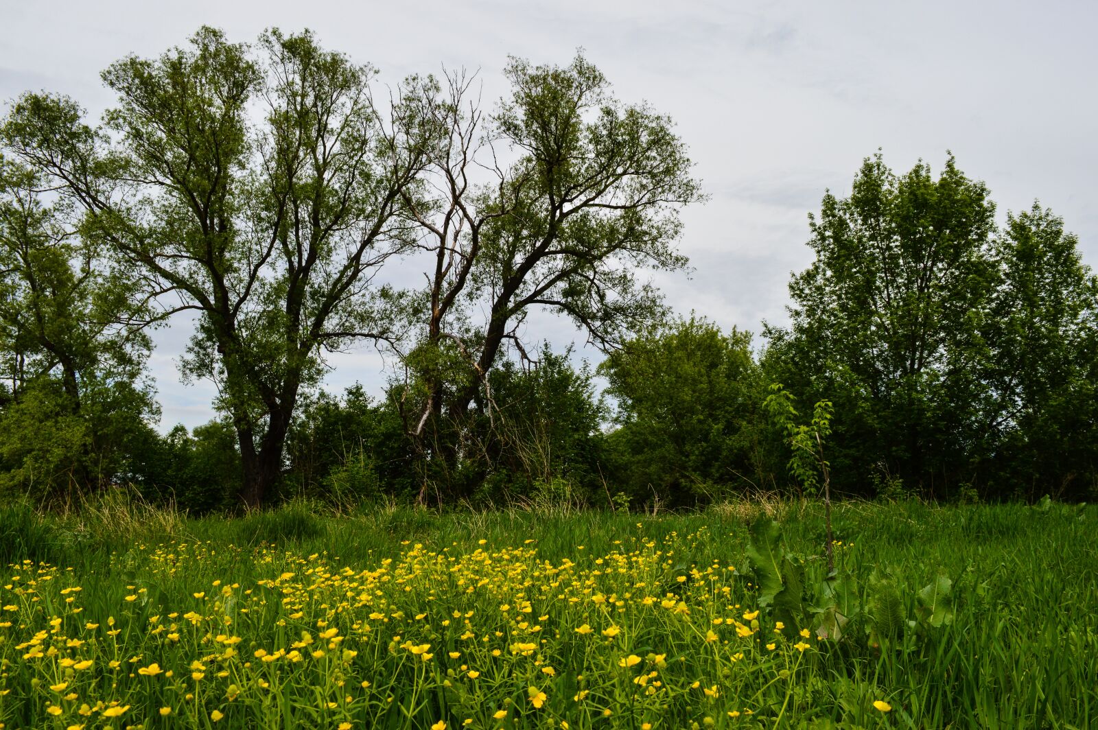 Nikon D3200 sample photo. Field, meadow, nature photography