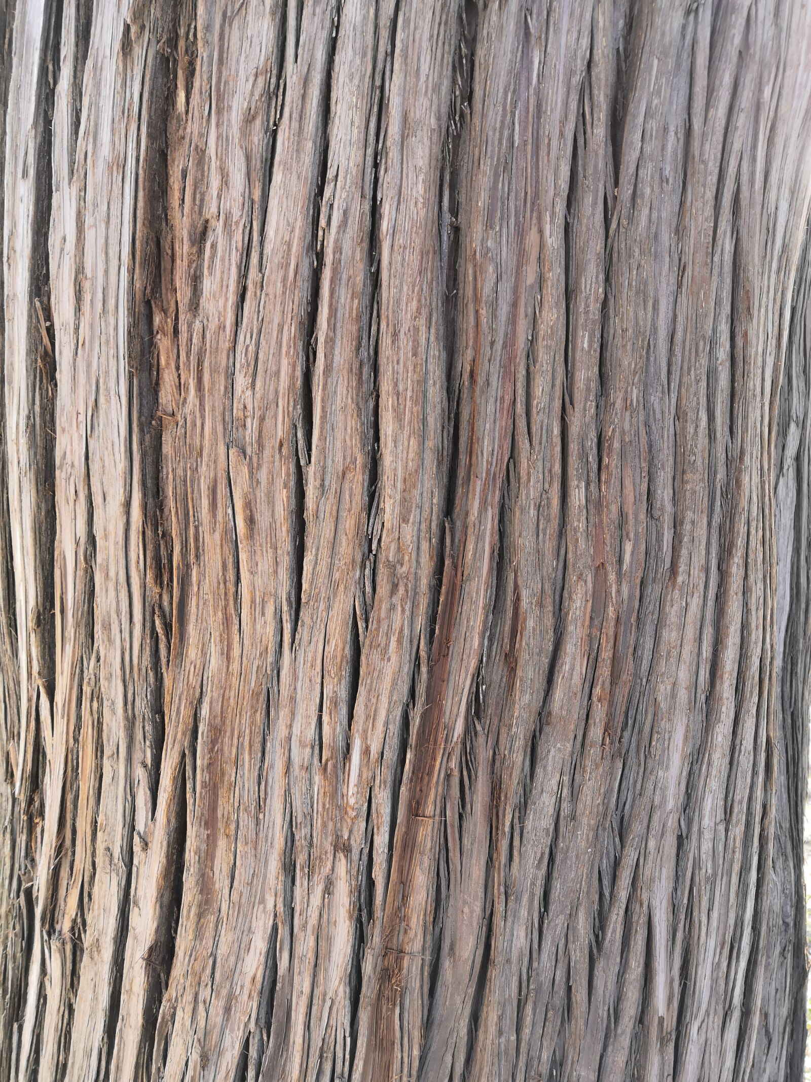 HUAWEI Honor 10 sample photo. Cypress, grain, bark photography