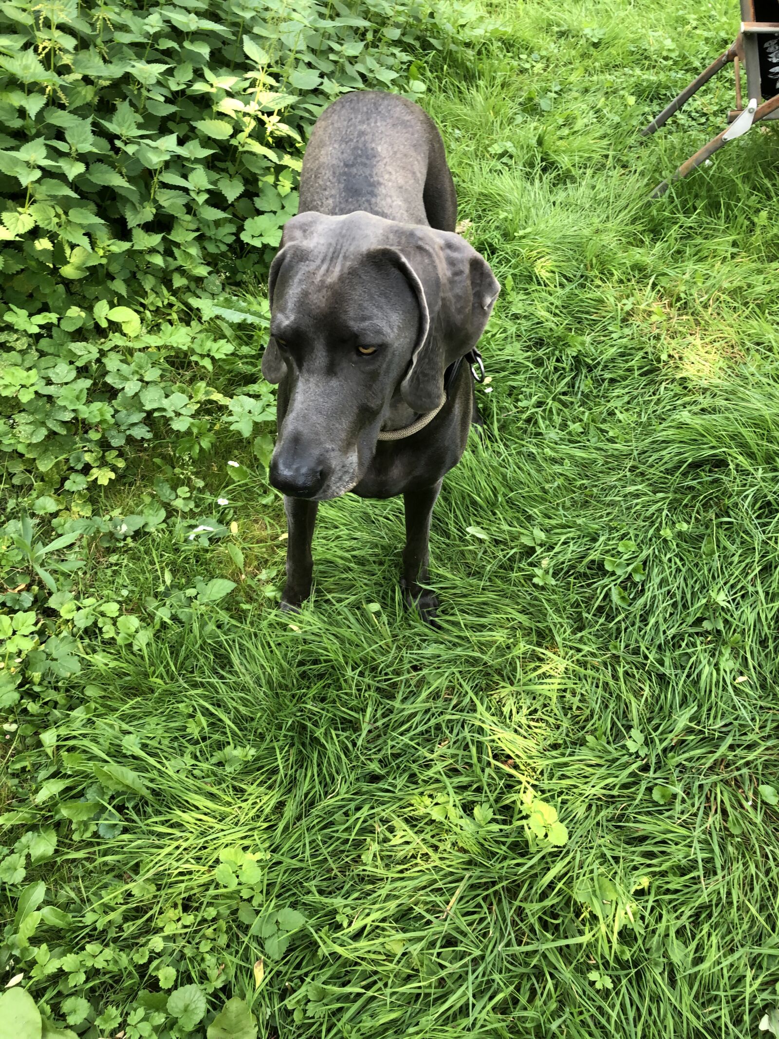 Apple iPhone 8 sample photo. Dog, weimaraner, grass photography