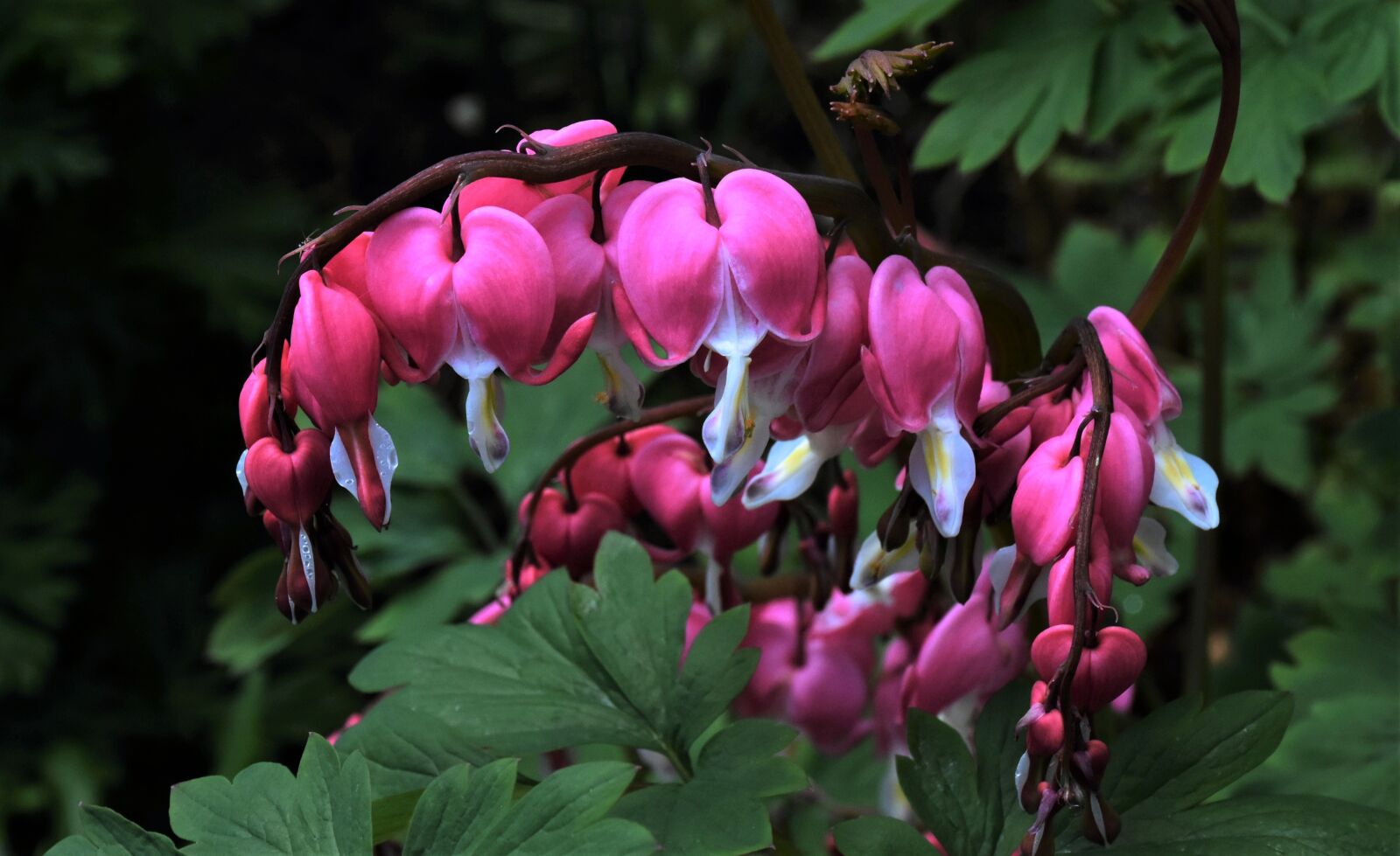Nikon D7200 sample photo. Bleeding heart, flower, plant photography