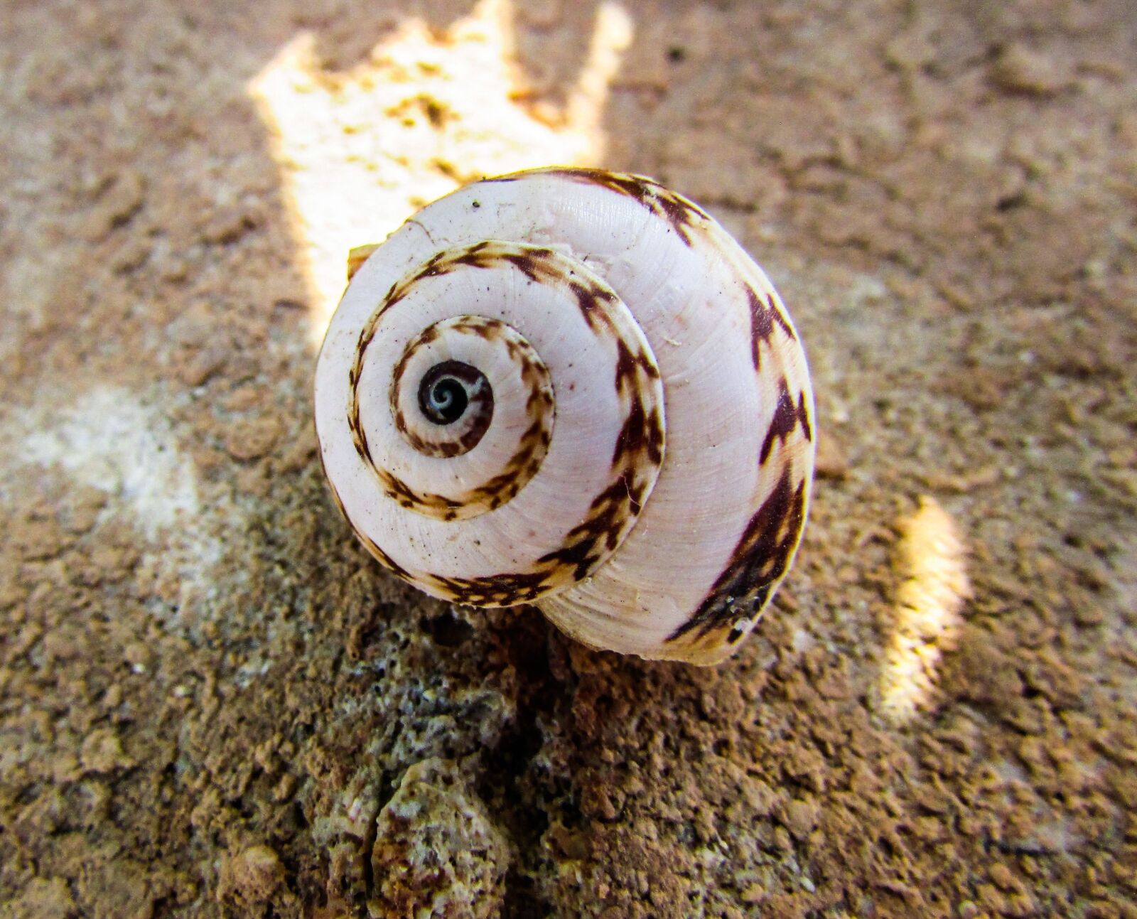 Canon PowerShot SX400 IS sample photo. Shell, helix, spiral photography