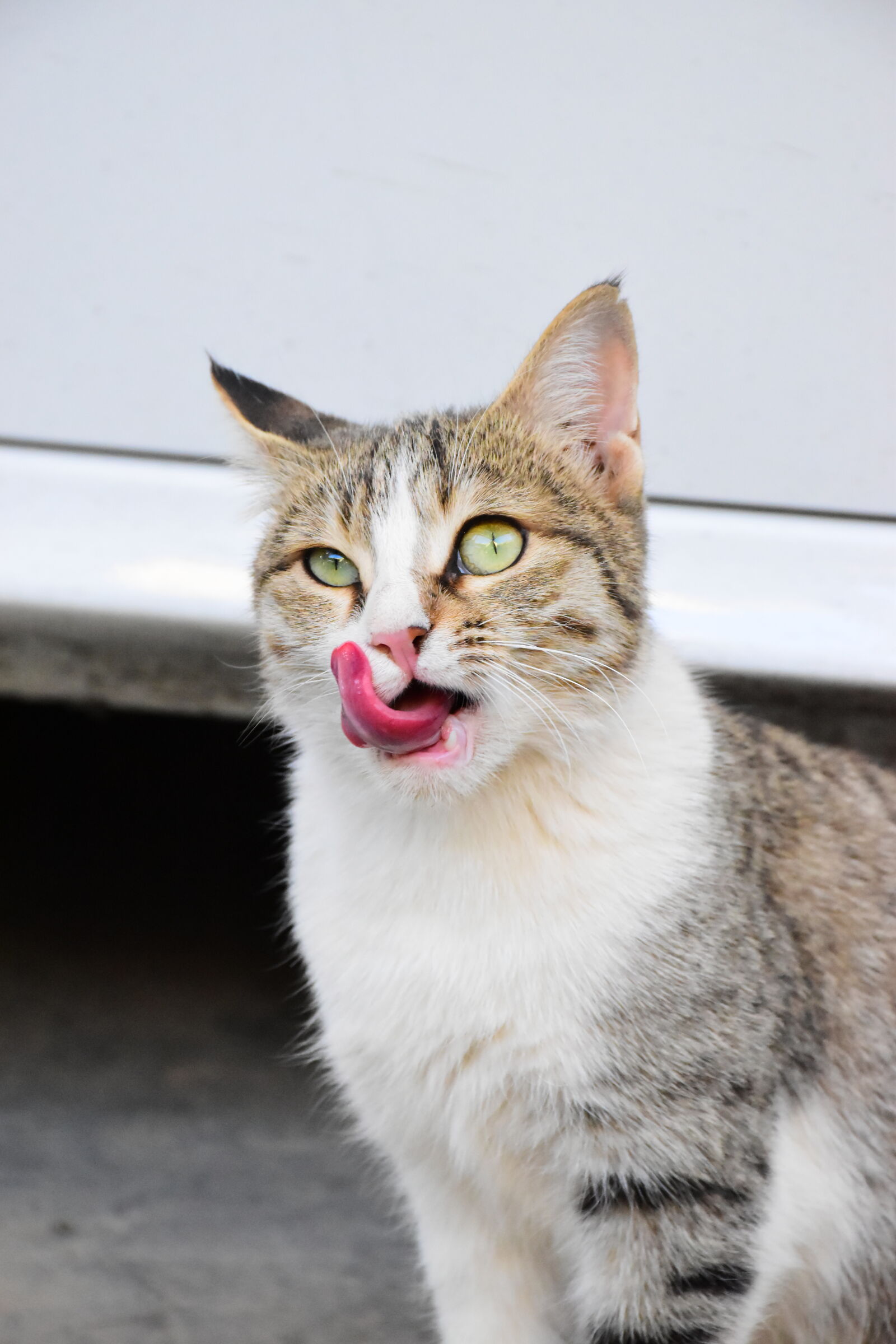 Nikon D5600 sample photo