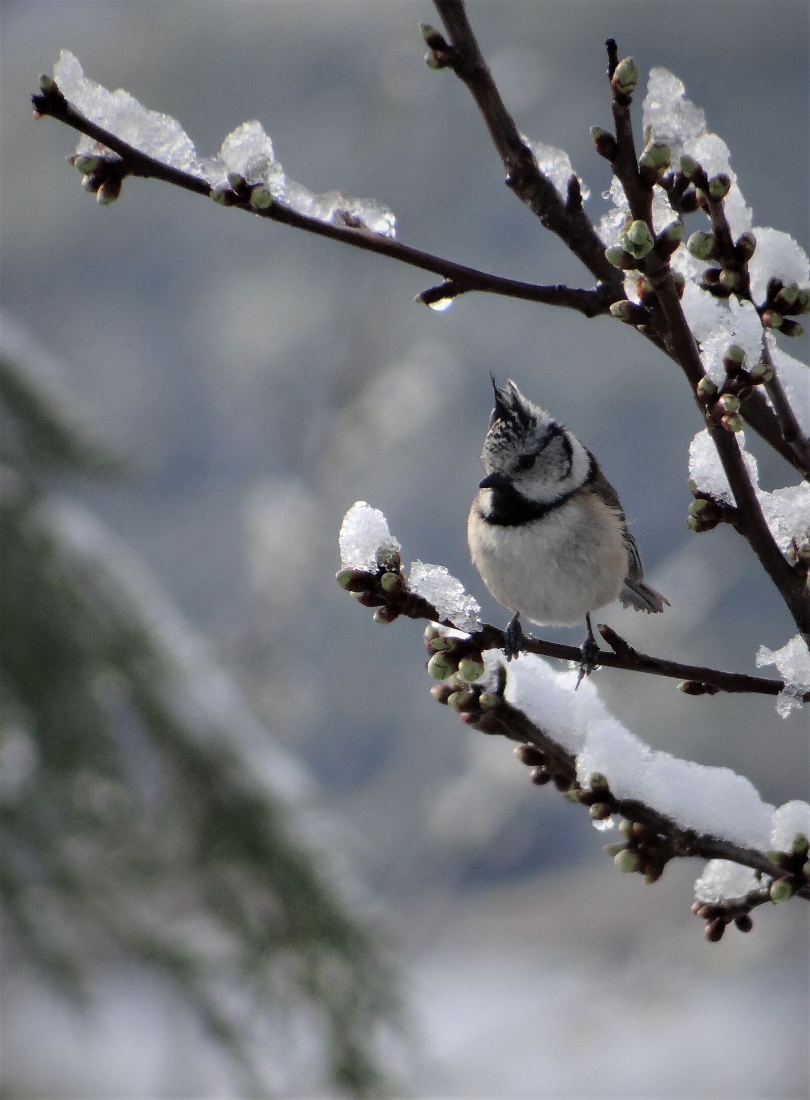 Sony DSC-HX200V sample photo. Parus cristatus, mallerenga, crested photography