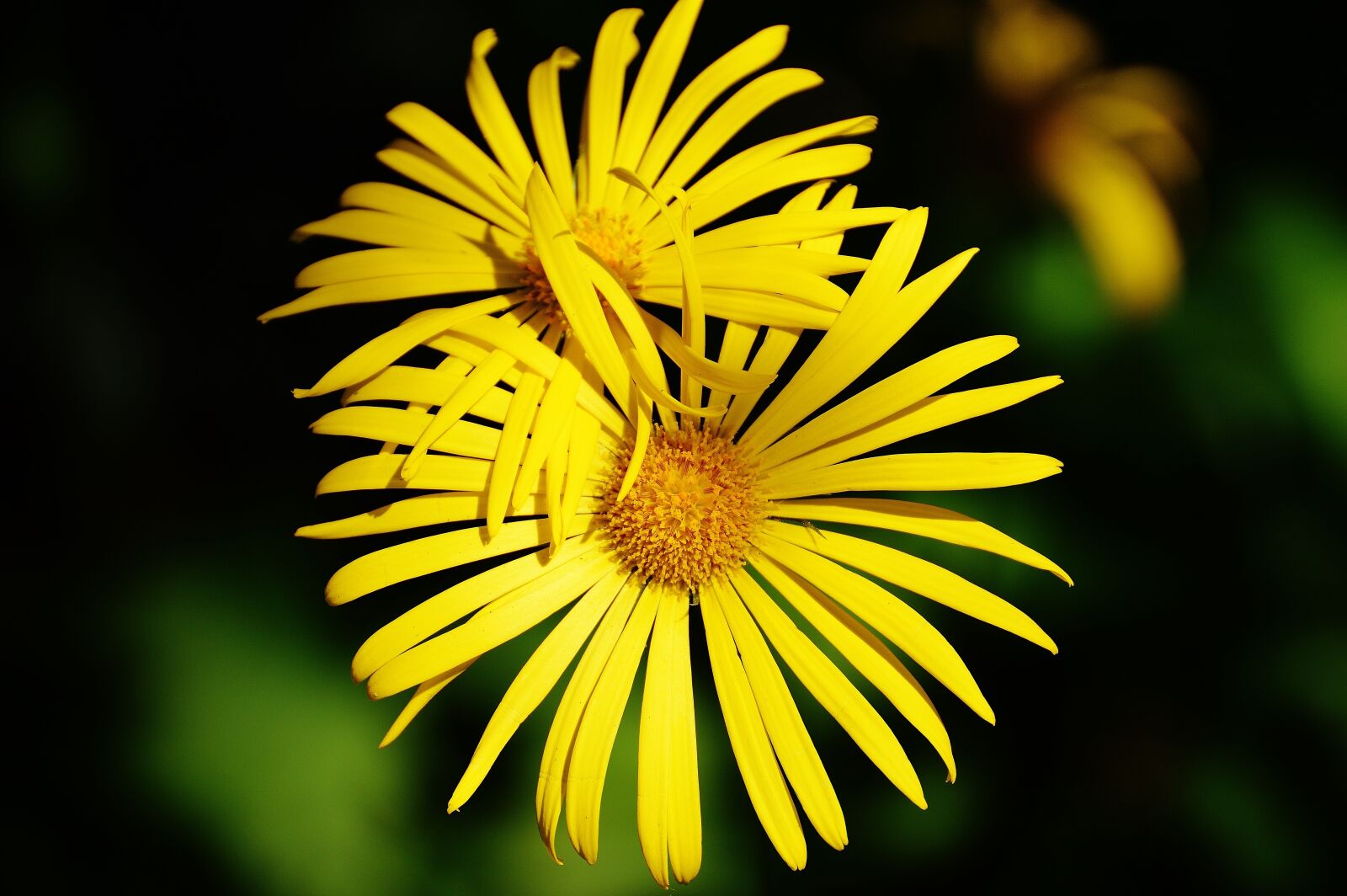 Nikon D3200 sample photo. Flower, spring, yellow photography