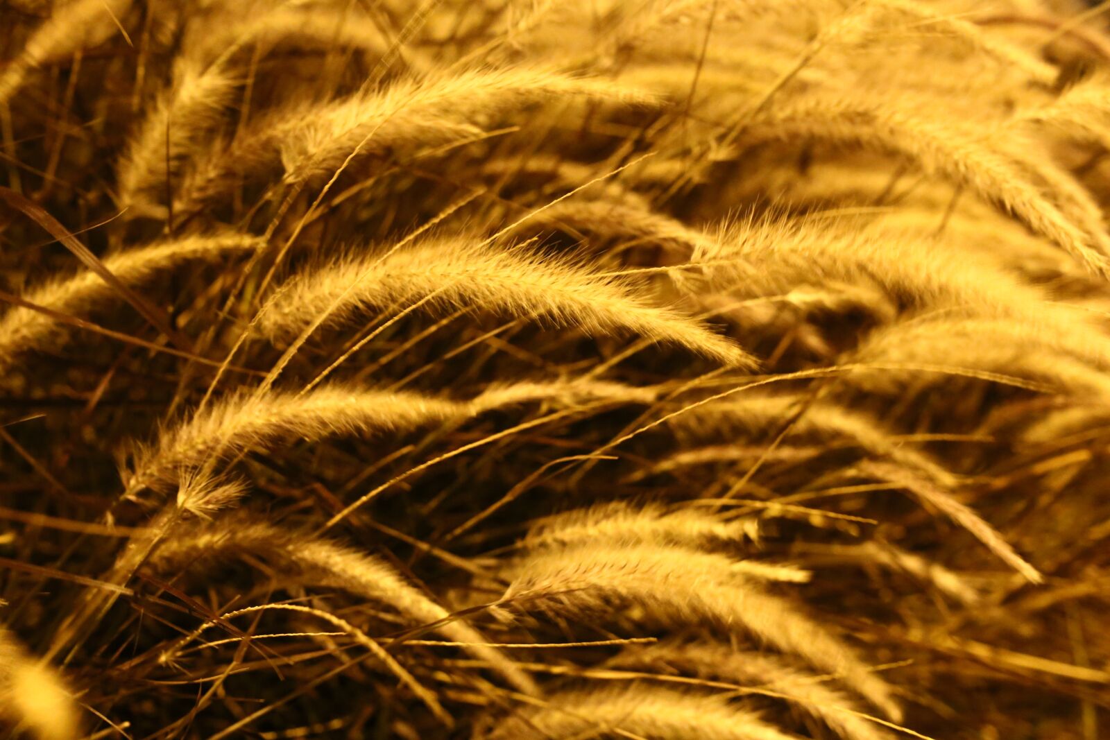 Canon EOS 6D sample photo. Night, flora, natural photography