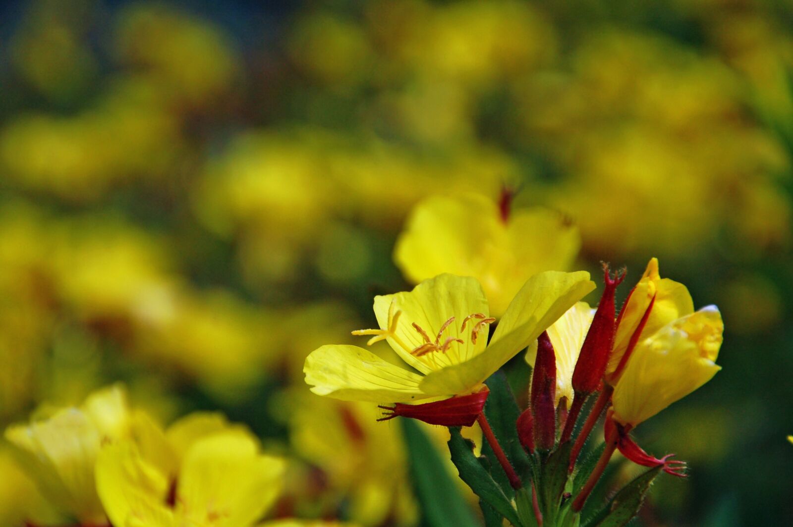 Nikon D50 sample photo. Flower, yellow, natural photography