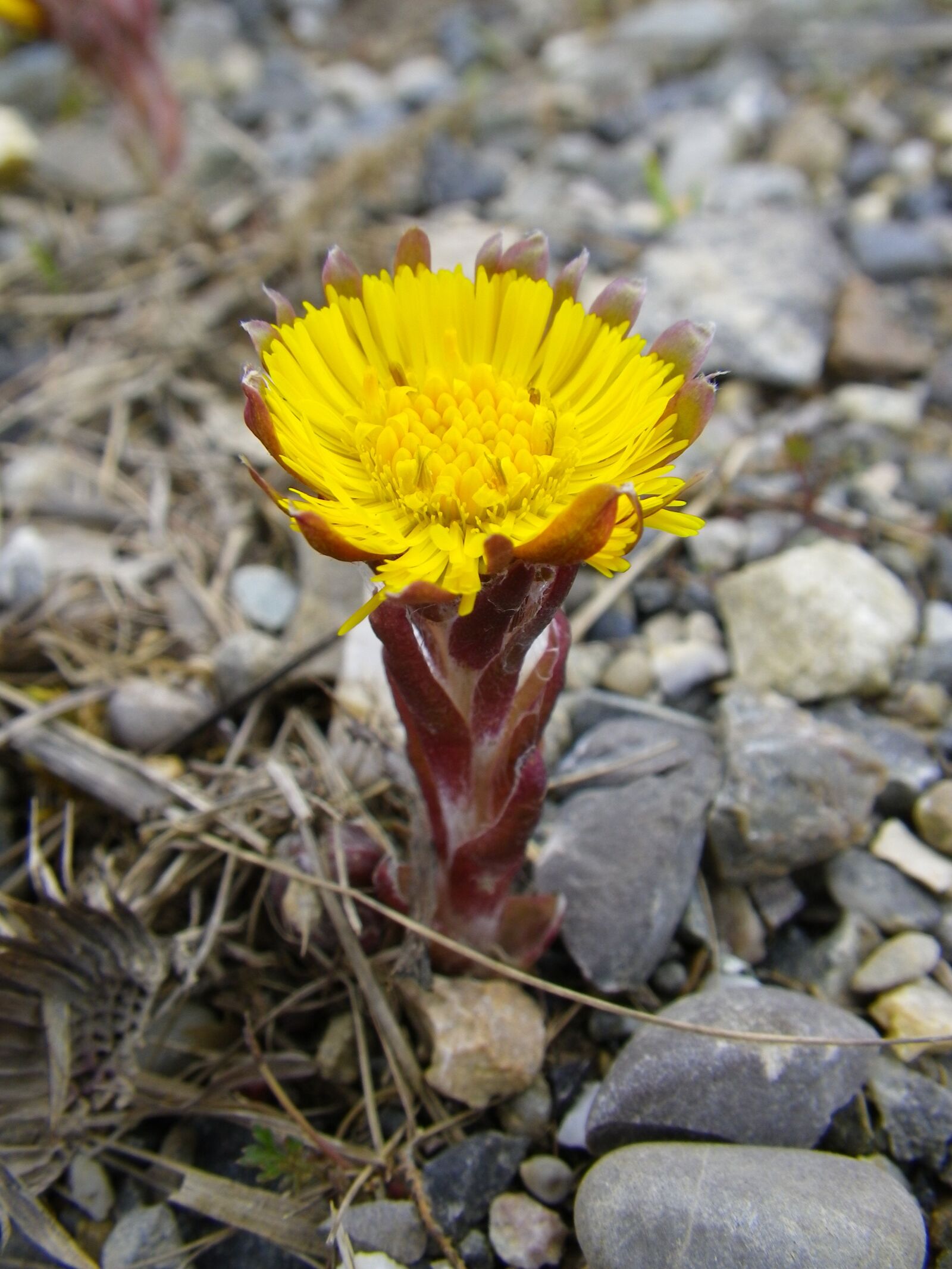 Pentax Optio W90 sample photo. Pointed flower, spring, yellow photography