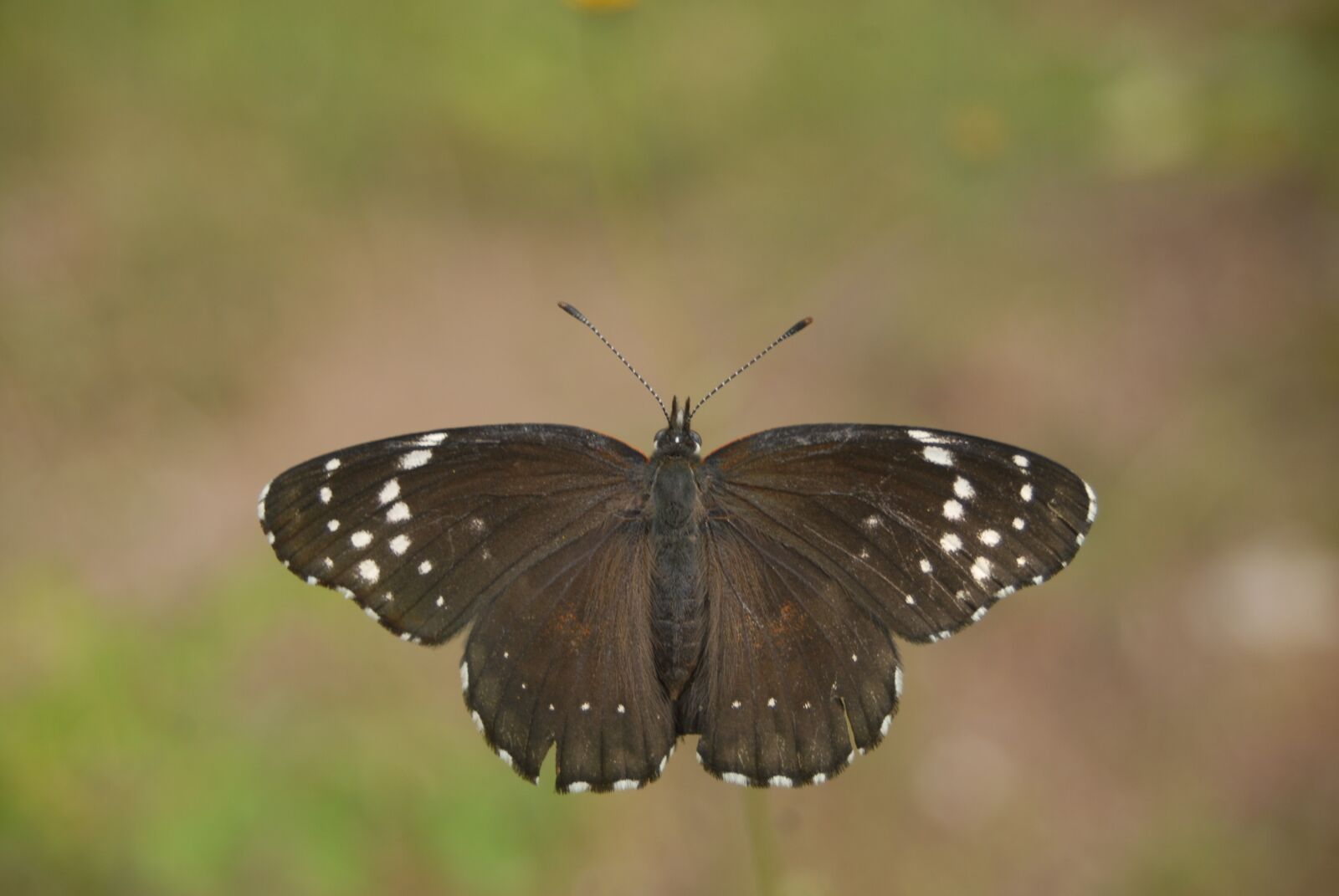 Nikon D200 sample photo. Butterfly regional, flying insect photography