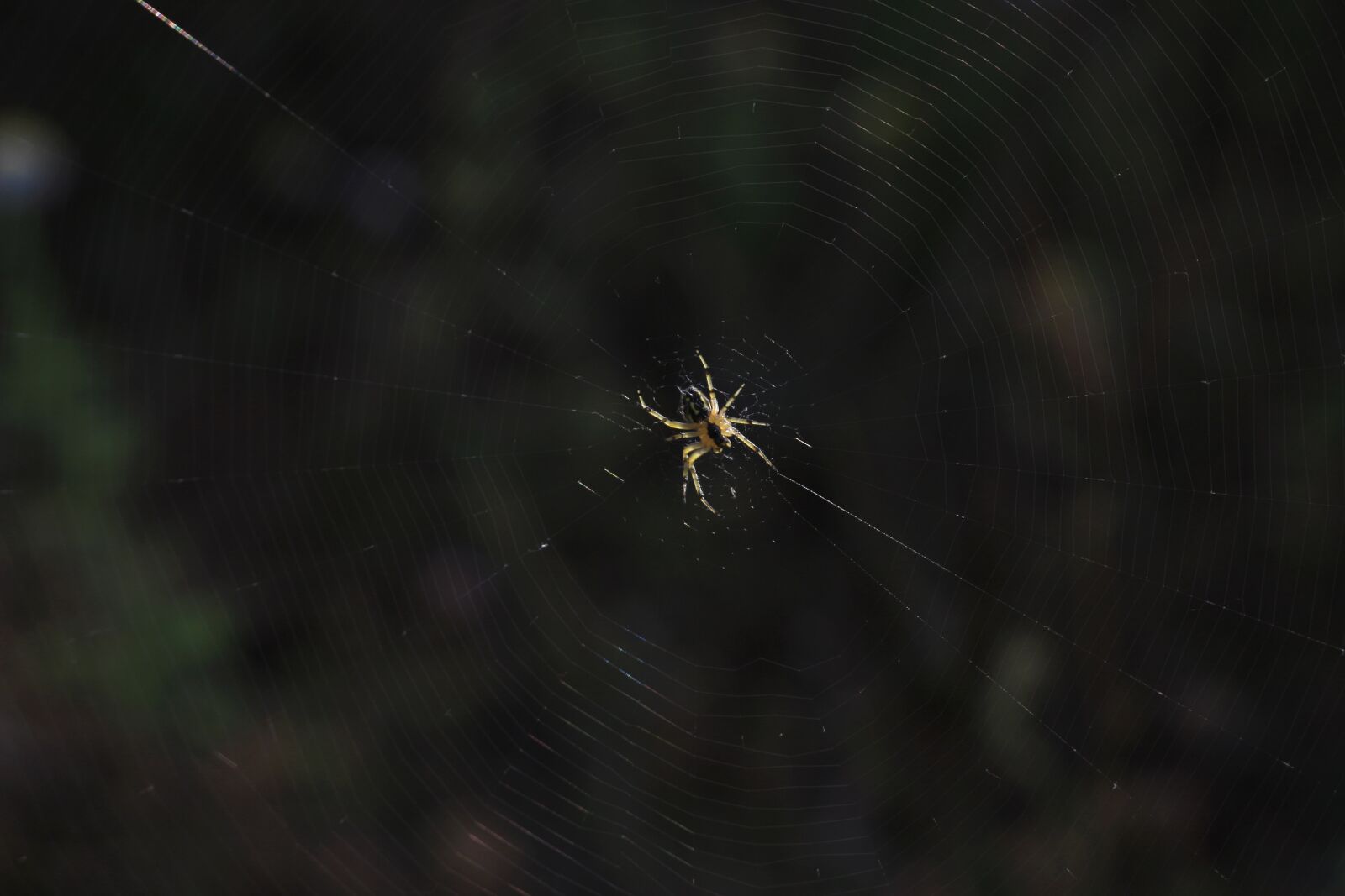 Canon EOS 700D (EOS Rebel T5i / EOS Kiss X7i) sample photo. Spider, network, nature photography