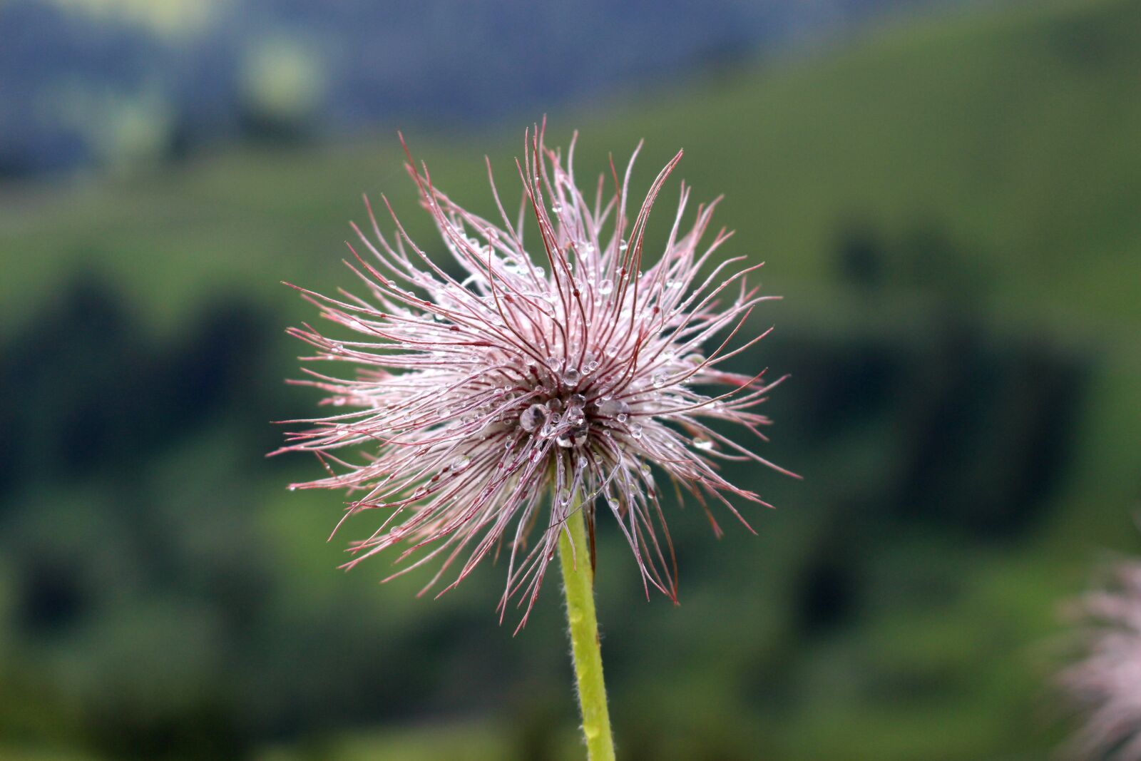 Canon EOS 100D (EOS Rebel SL1 / EOS Kiss X7) sample photo. Mountain flower, switzerland, nature photography