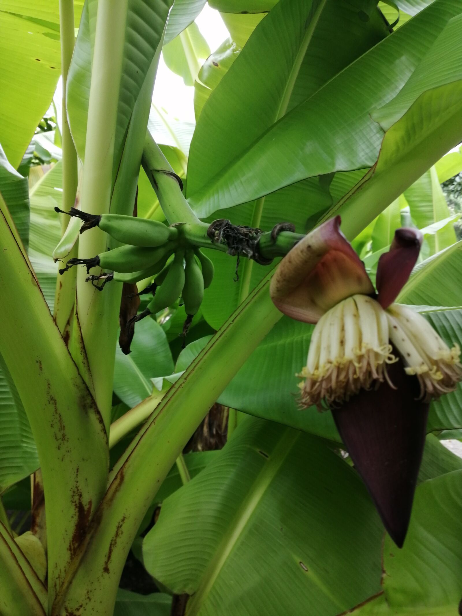 HUAWEI JKM-LX3 sample photo. Banana, tropical, planta photography