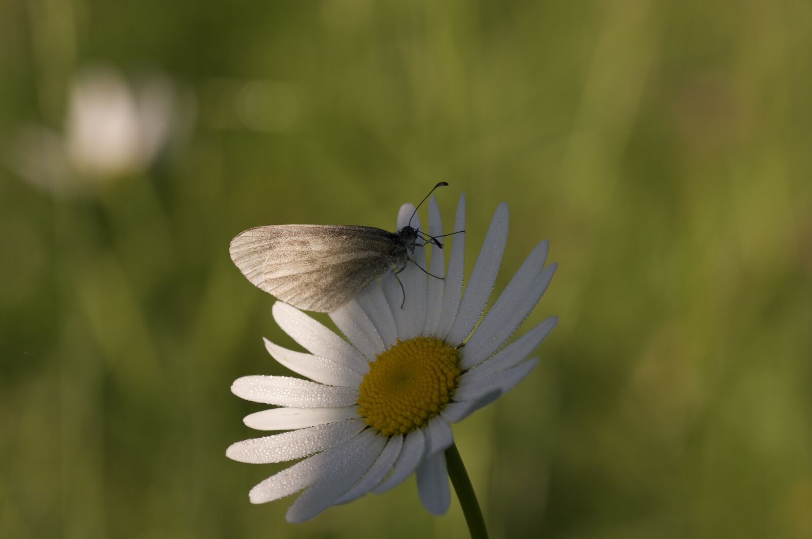 Pentax K20D sample photo. Nature, macro, butterfly photography