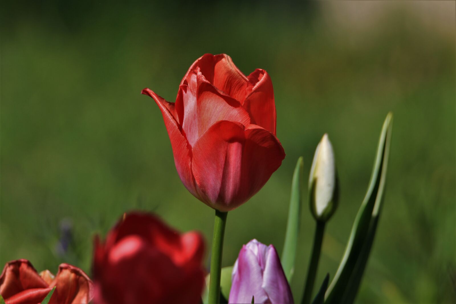 Tamron SP 150-600mm F5-6.3 Di VC USD sample photo. Tulips, flowers, spring photography
