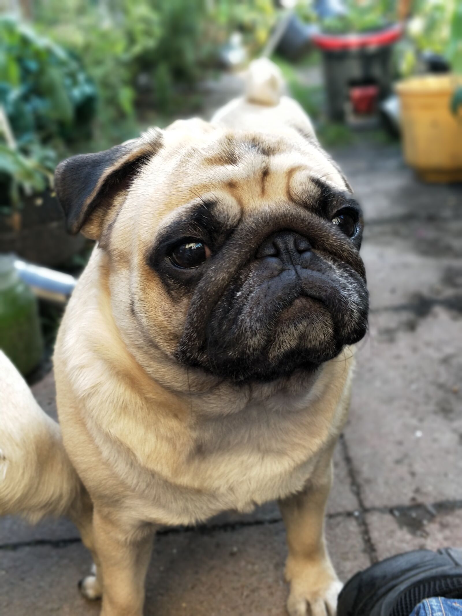 OnePlus 5 sample photo. Pugs, pug, dogs photography