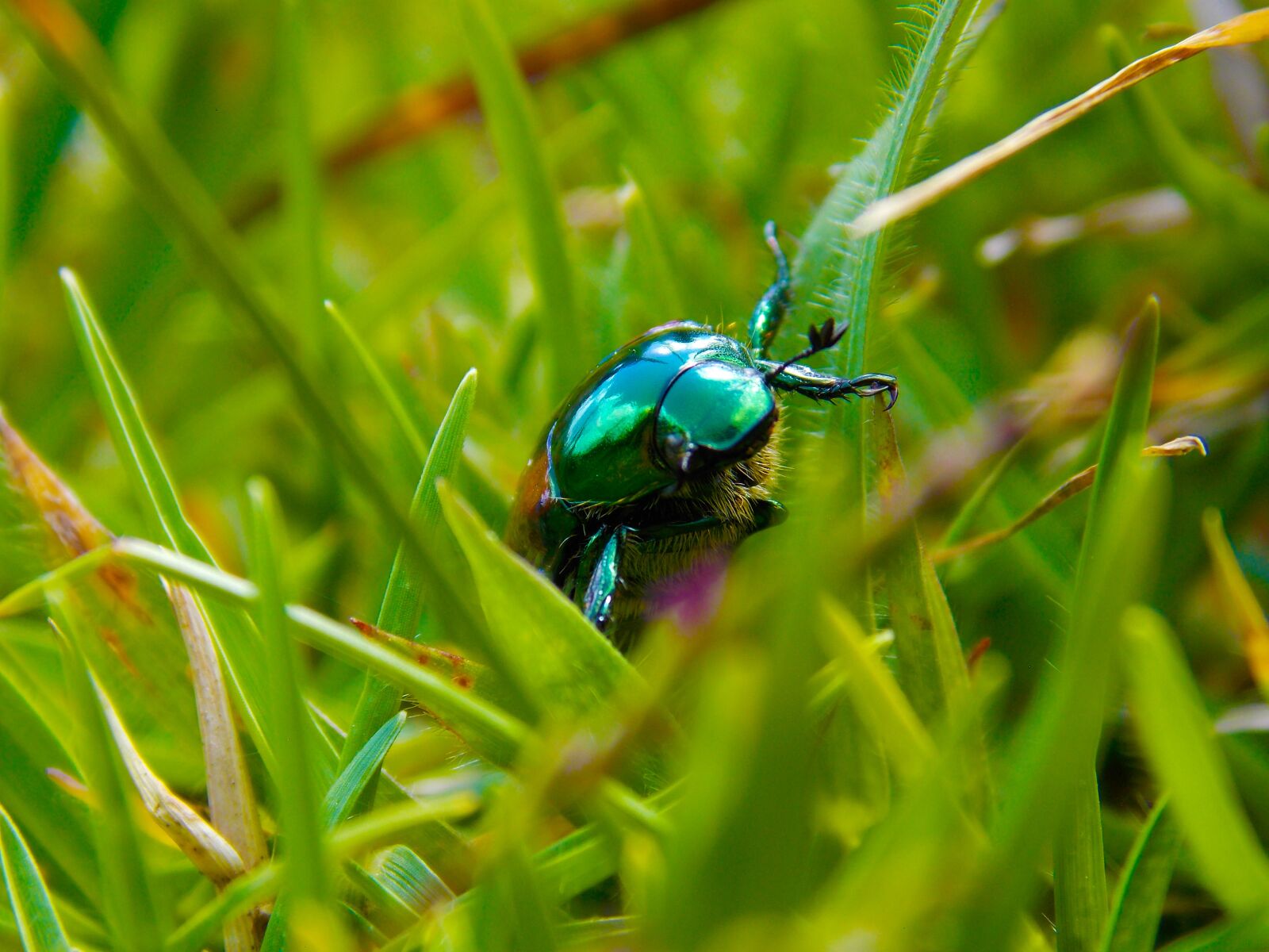 Nikon COOLPIX L320 sample photo. Beetle, scarab beetle, scarab photography
