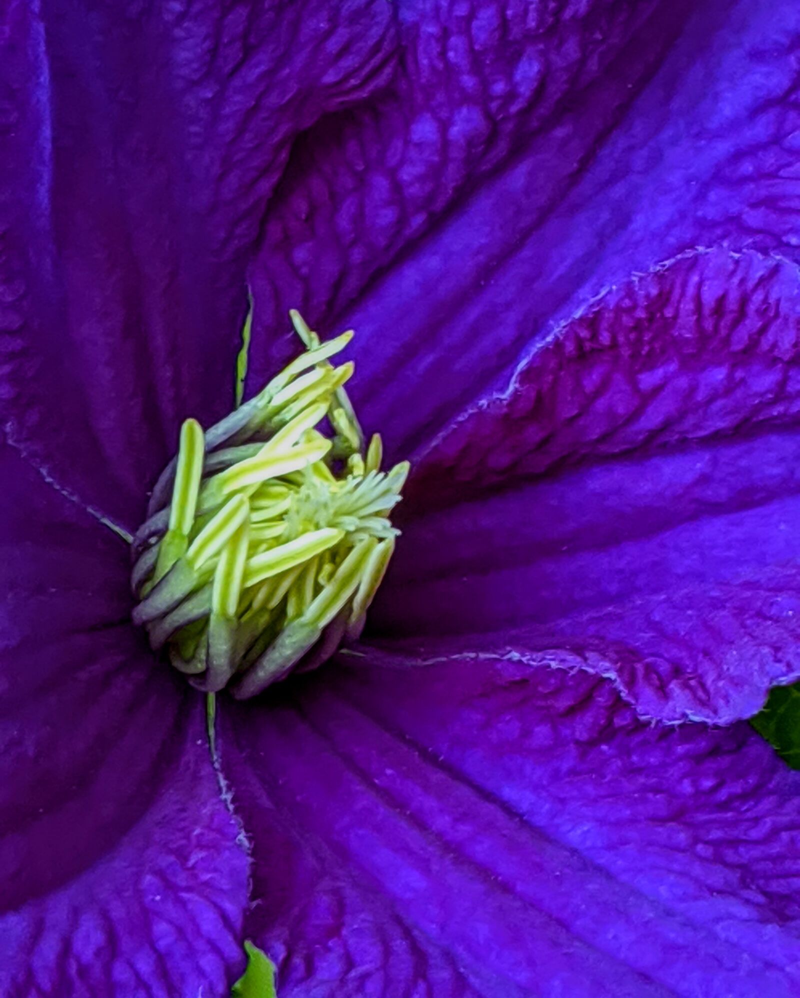 Google Pixel 3 XL sample photo. Clematis, clematis flower, purple photography
