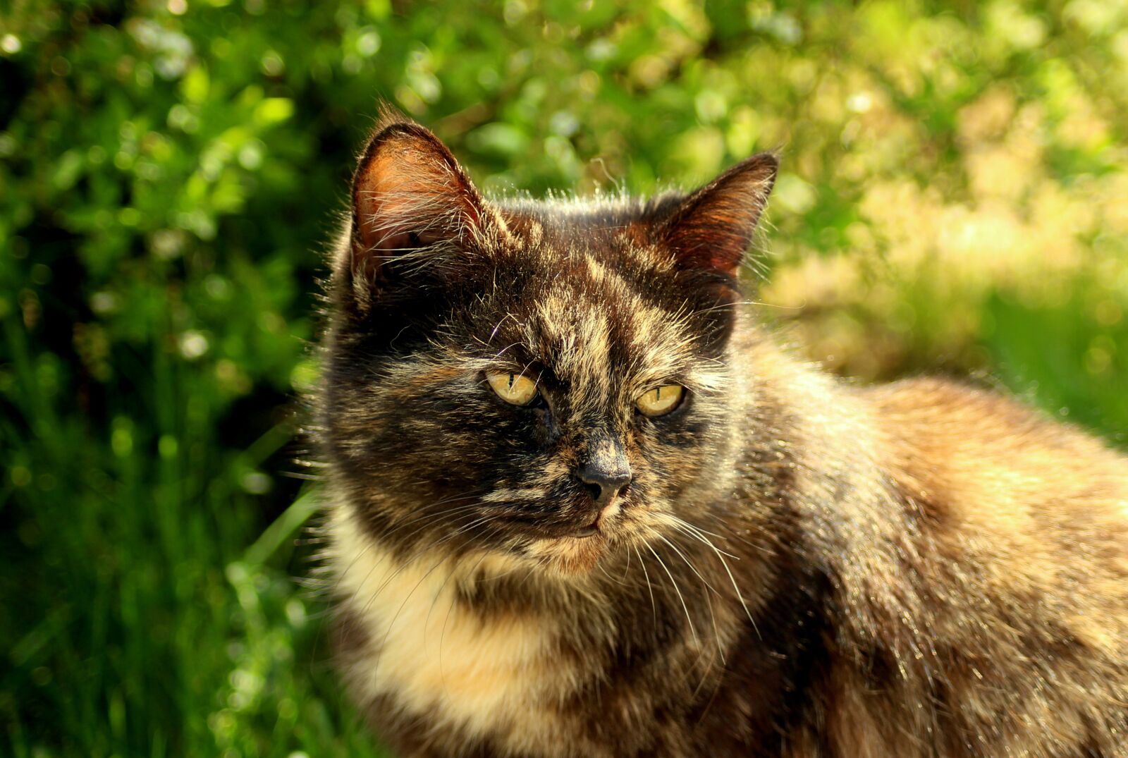 Canon EOS 1200D (EOS Rebel T5 / EOS Kiss X70 / EOS Hi) sample photo. Cat, portrait, animals photography