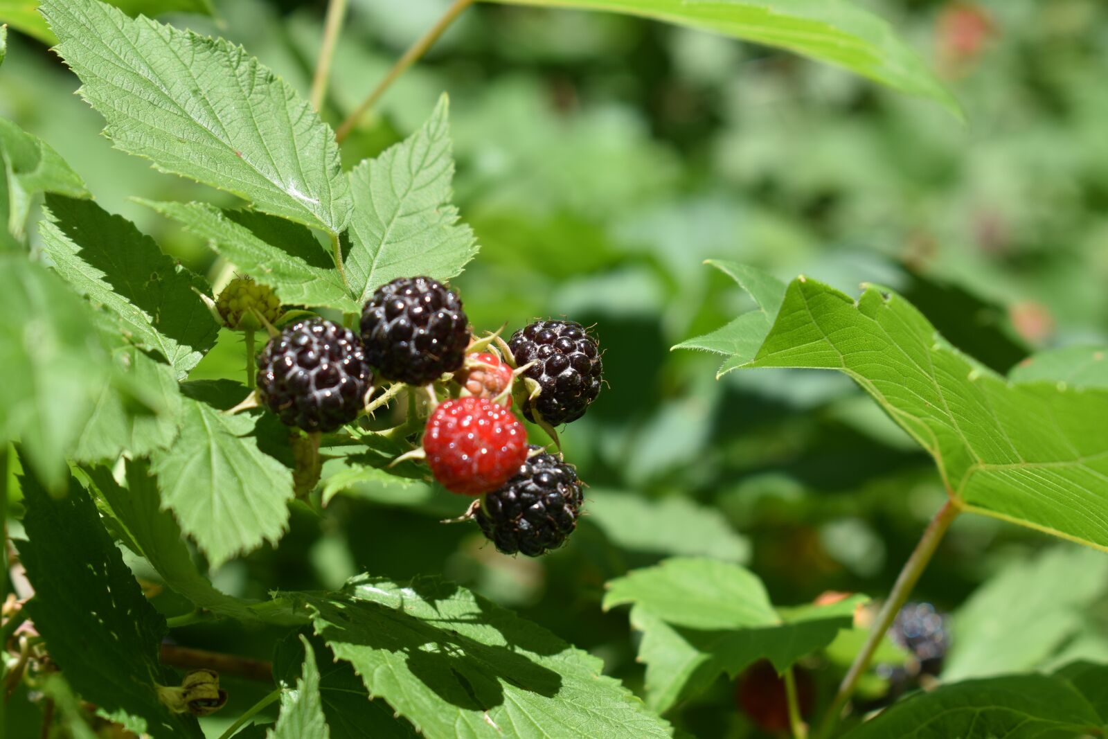 Nikon D3400 sample photo. Black raspberry, produce, summer photography