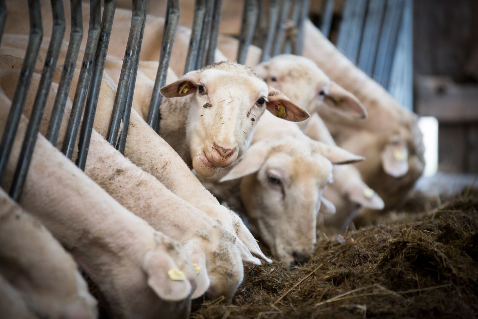 Nikon D750 sample photo. Sheep, livestock, wool photography