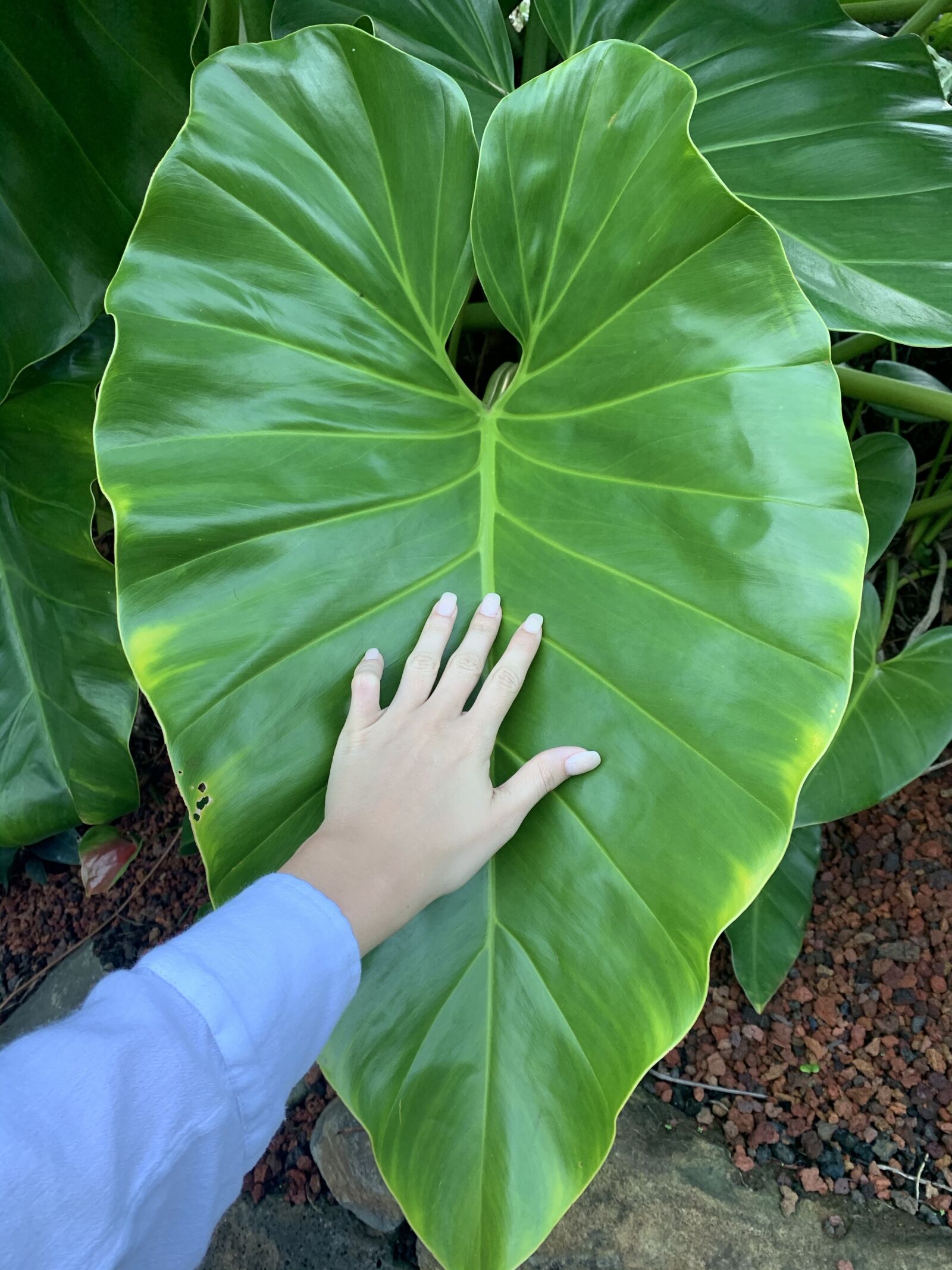 Apple iPhone XR sample photo. Plants, hawaii, leaf photography