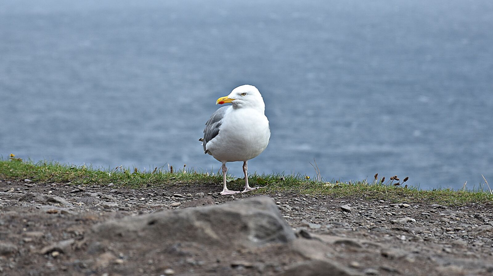 Nikon D3400 sample photo. Bird, waters, sea photography