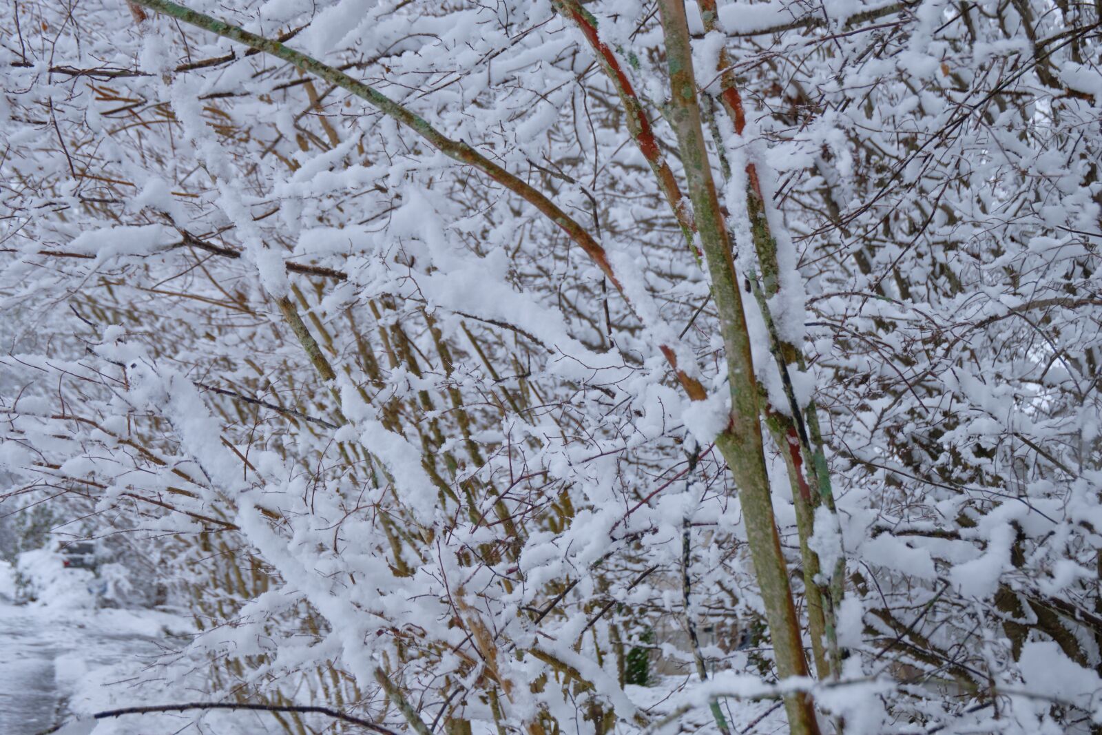 Fujifilm X-T20 sample photo. Snow, winter, trees photography