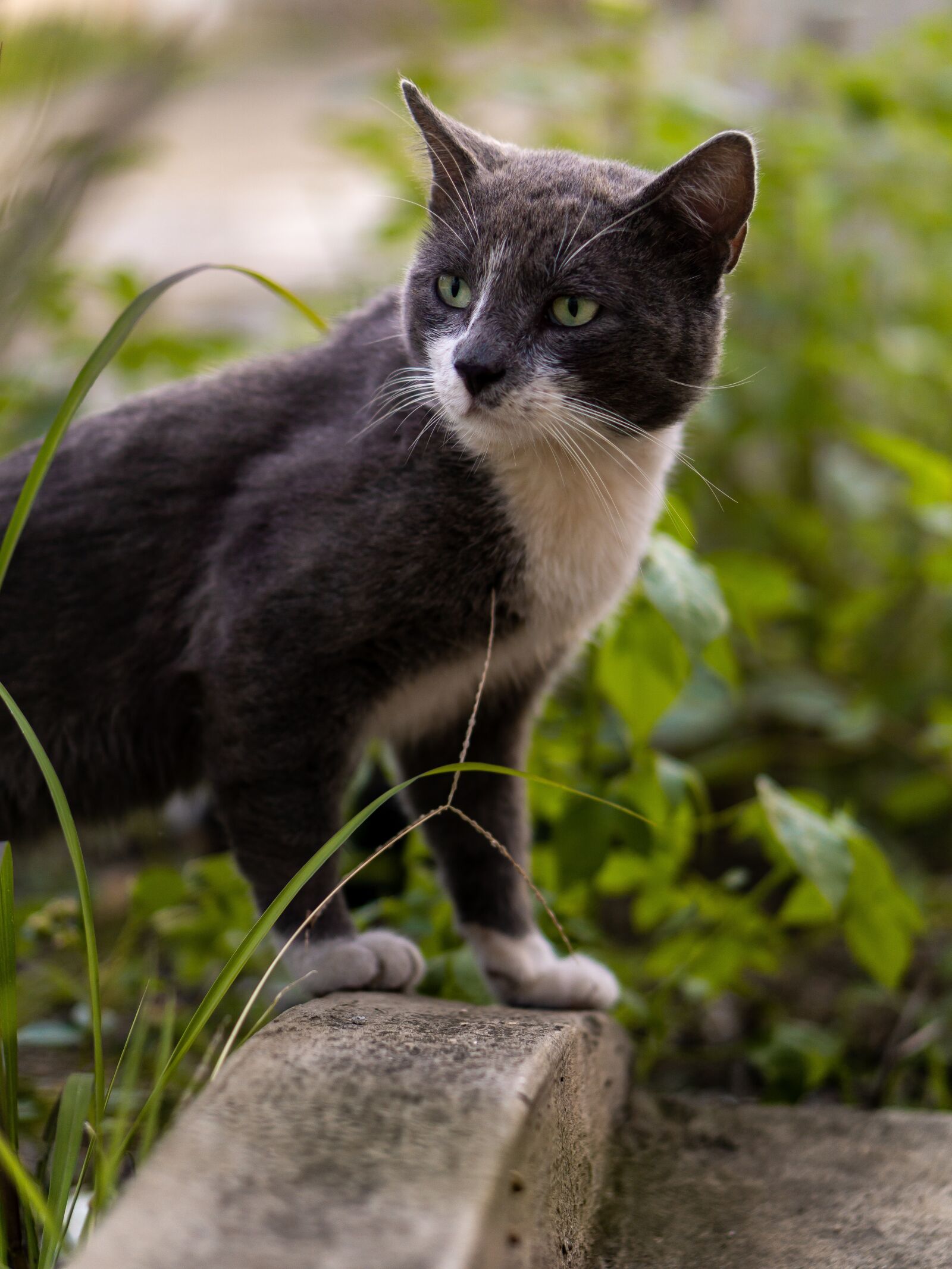 E 50mm F1.8 OSS sample photo. Cat, animal, eyes photography