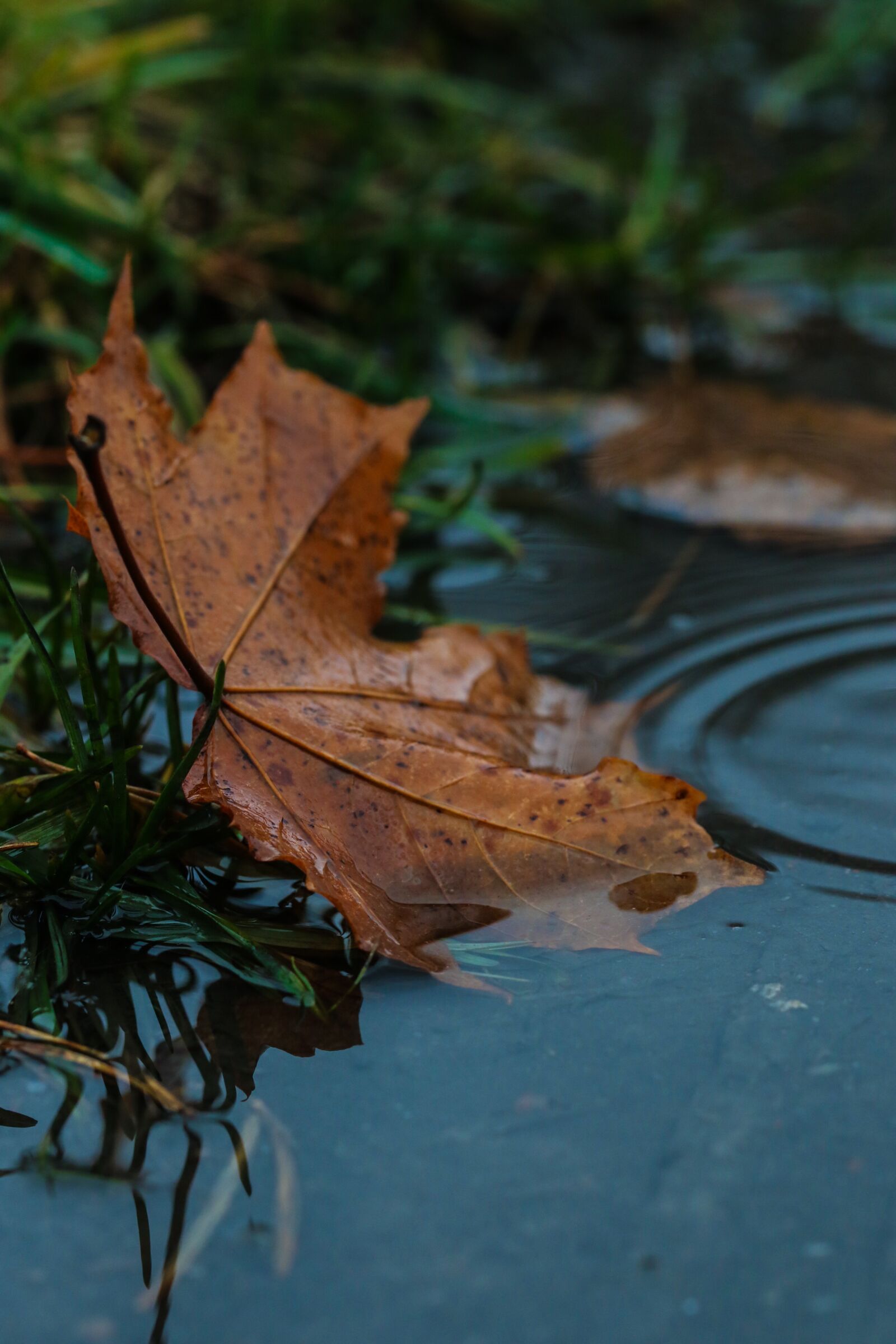 Canon EOS 7D Mark II sample photo. Leaf, puddle, rain photography