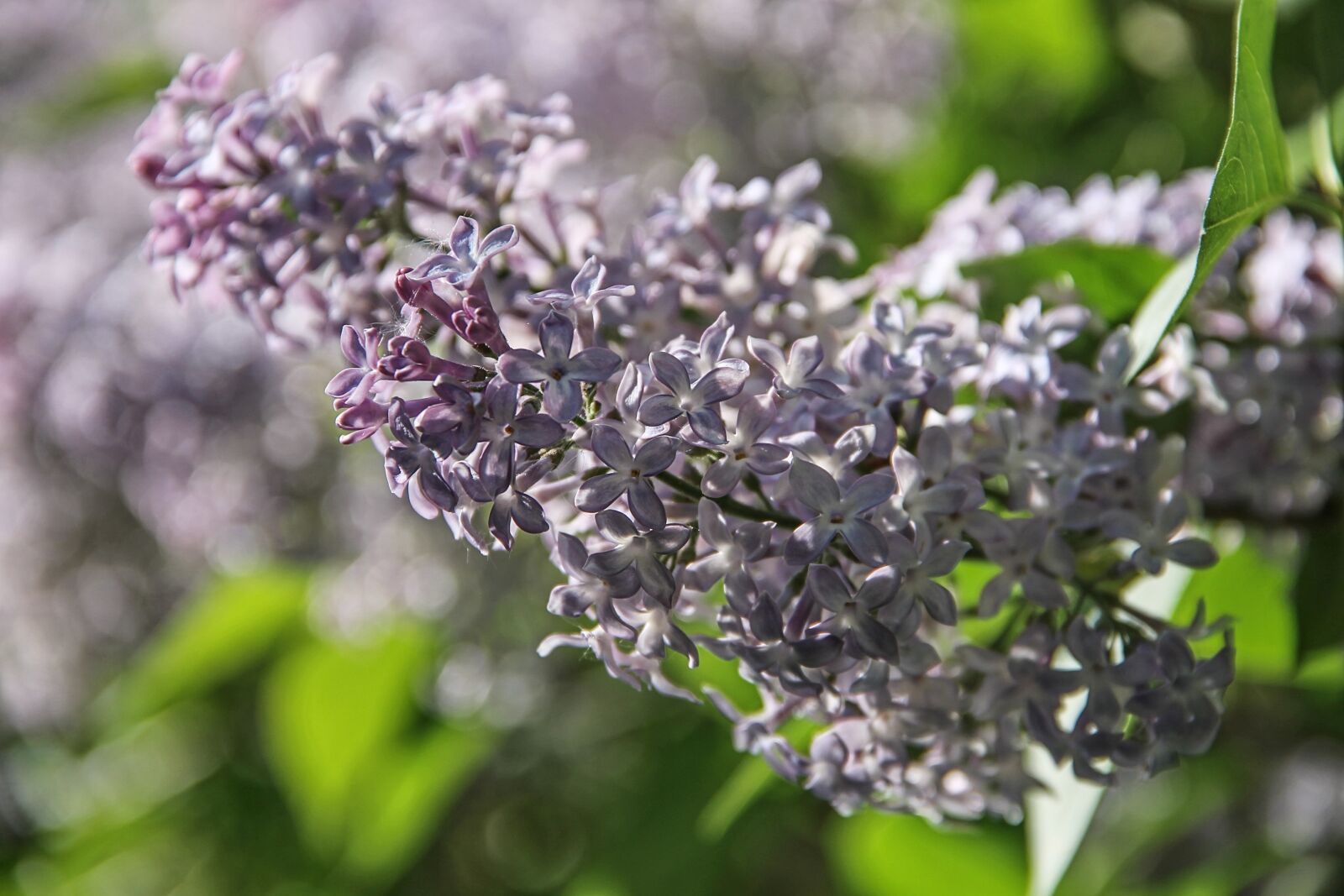 Canon EOS 1100D (EOS Rebel T3 / EOS Kiss X50) sample photo. Lilac, purple, blossom photography