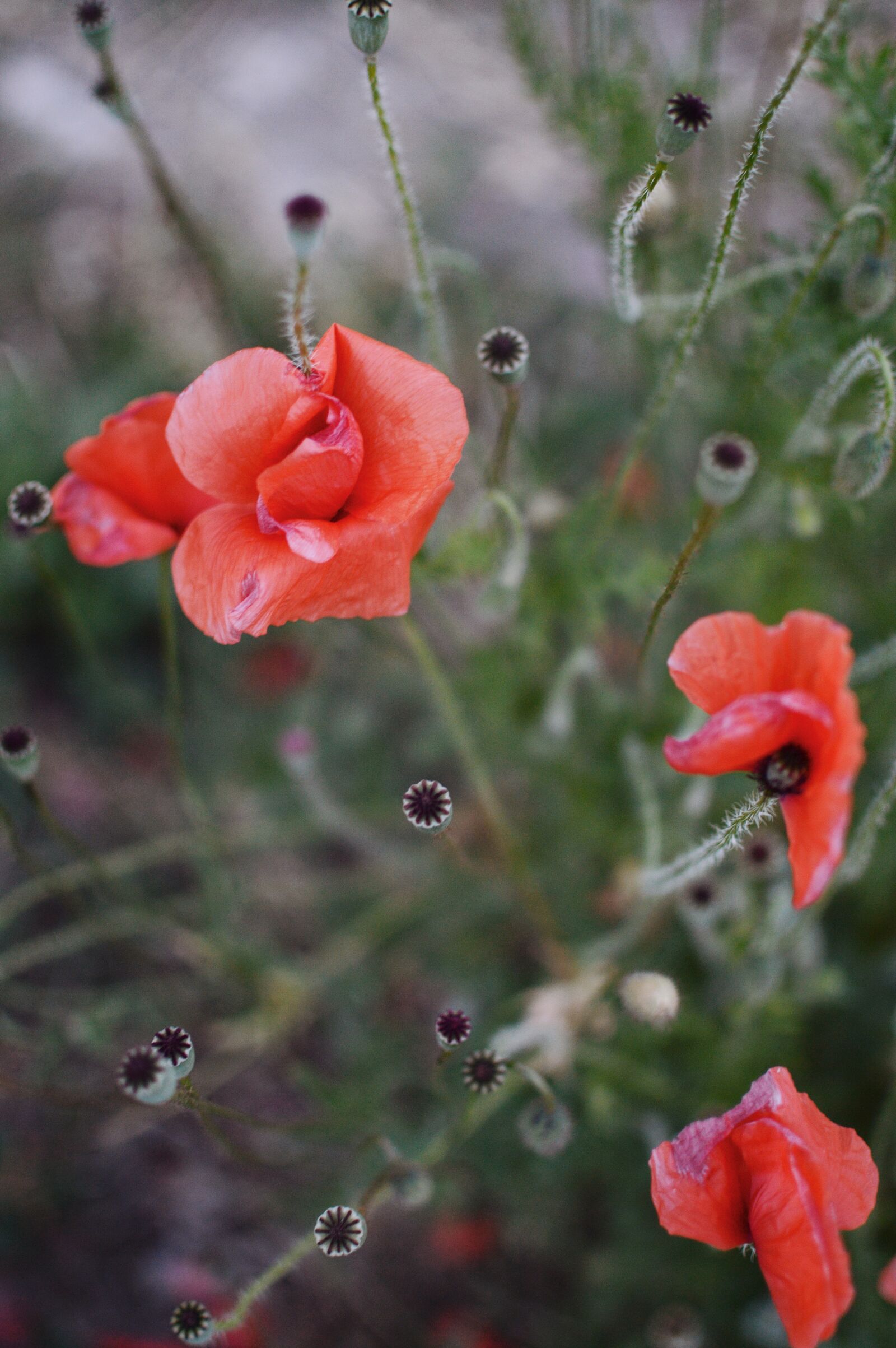 Nikon D3200 sample photo. Poppies, poppy, red photography
