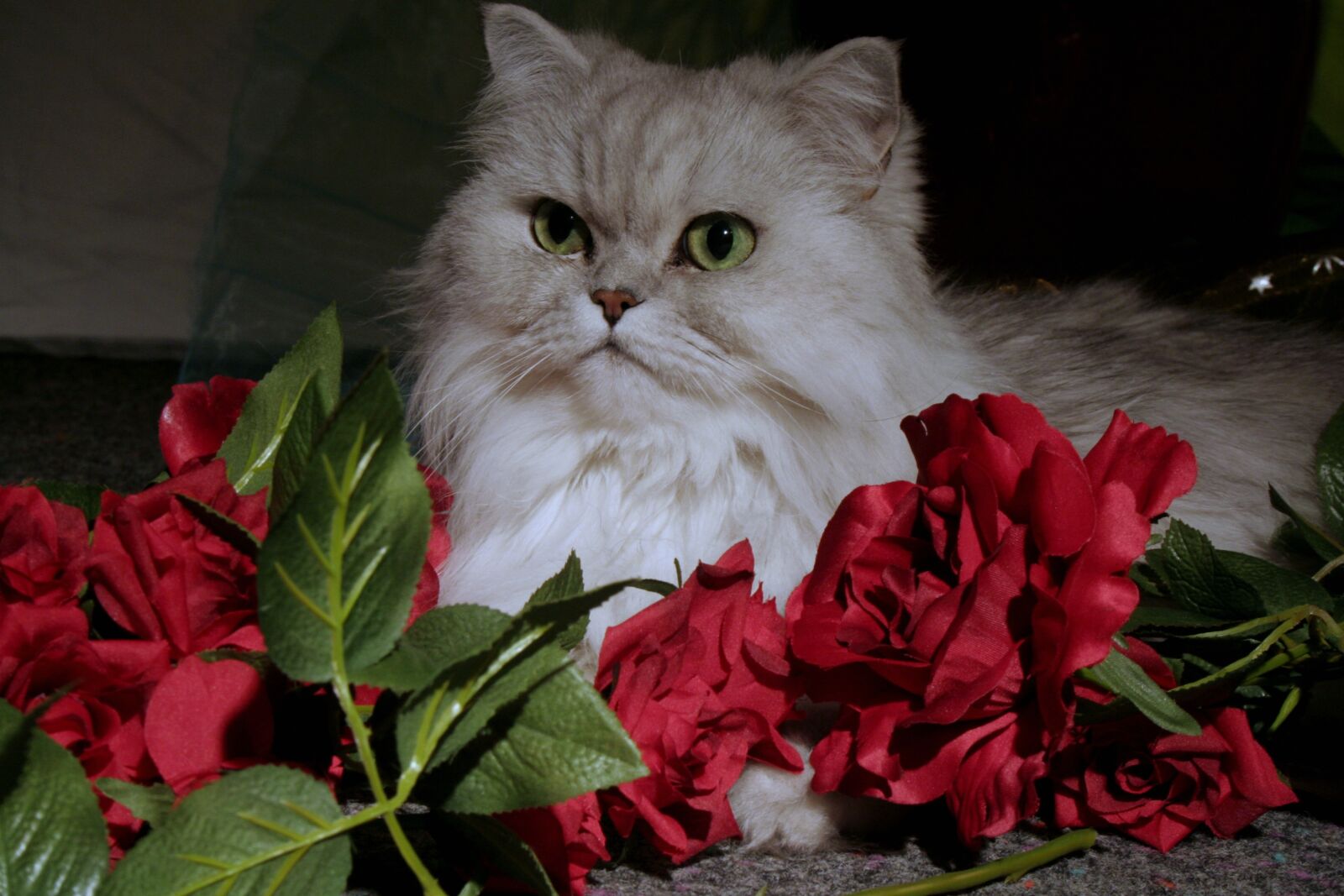 Canon EOS 350D (EOS Digital Rebel XT / EOS Kiss Digital N) sample photo. Cat, persians, pet photography