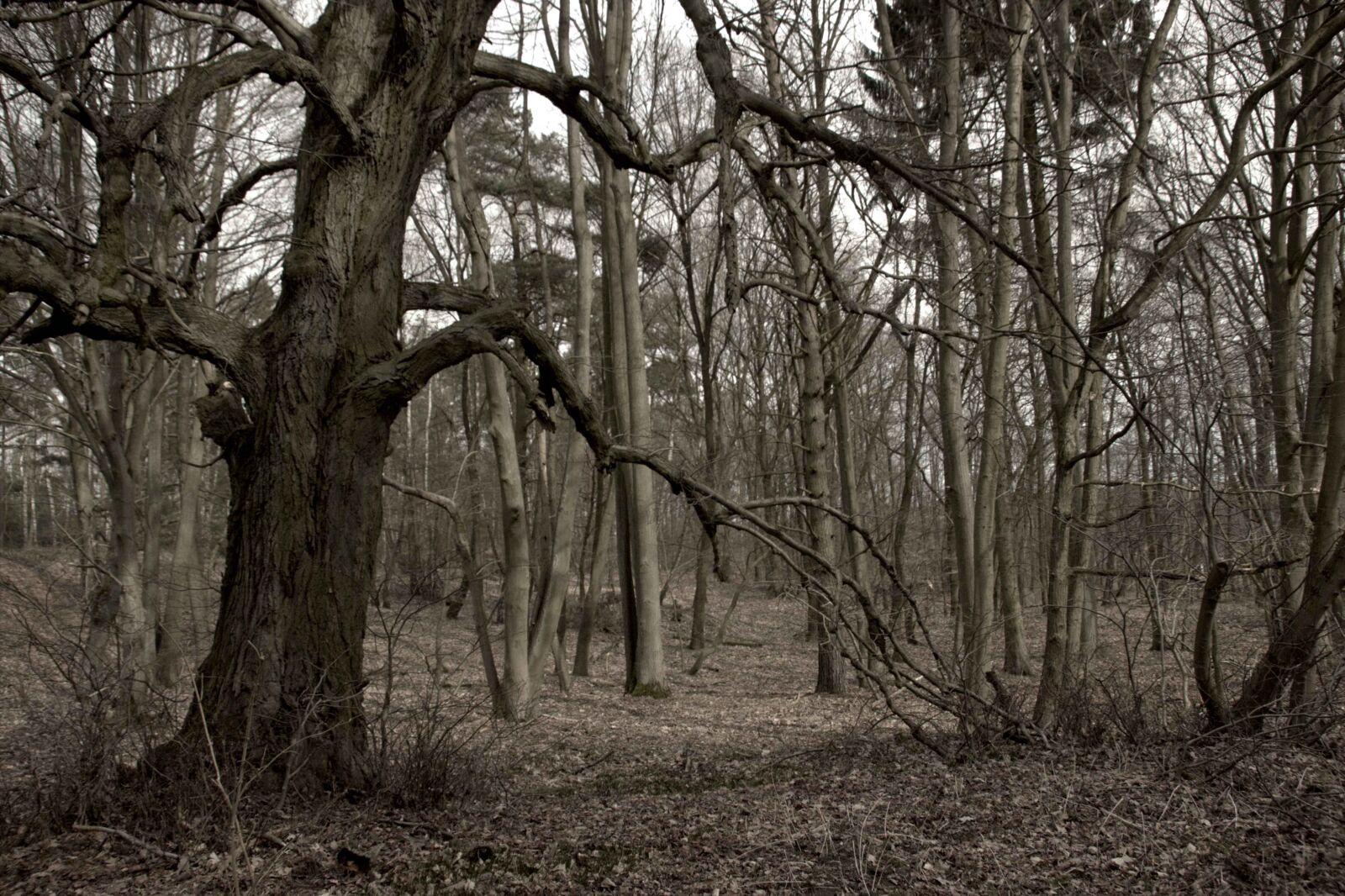 Canon EOS 600D (Rebel EOS T3i / EOS Kiss X5) sample photo. Tree, wood, nature photography