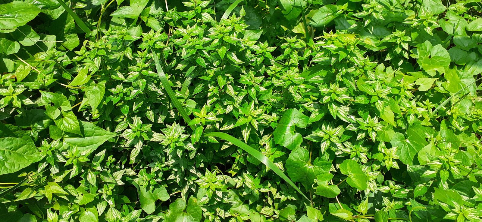 Samsung SM-M205F sample photo. Green, leaves, leaf photography