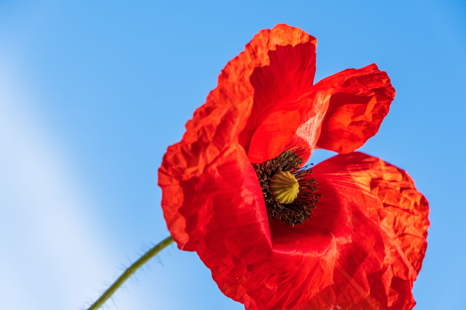 Fujifilm X-T3 sample photo. Poppy, red, poppy flower photography
