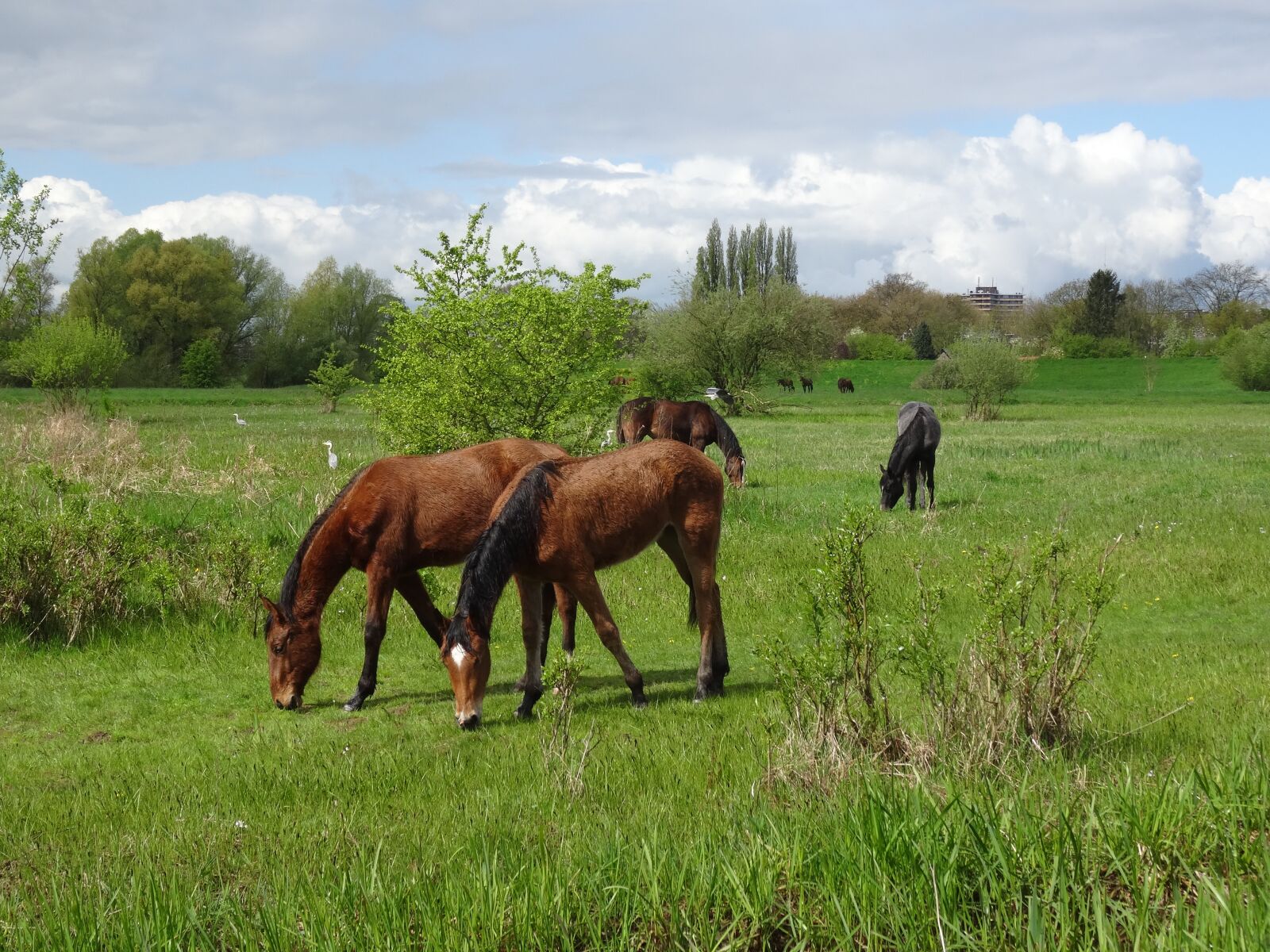 Sony Cyber-shot DSC-HX50V sample photo. Horses, floodplain, nature photography