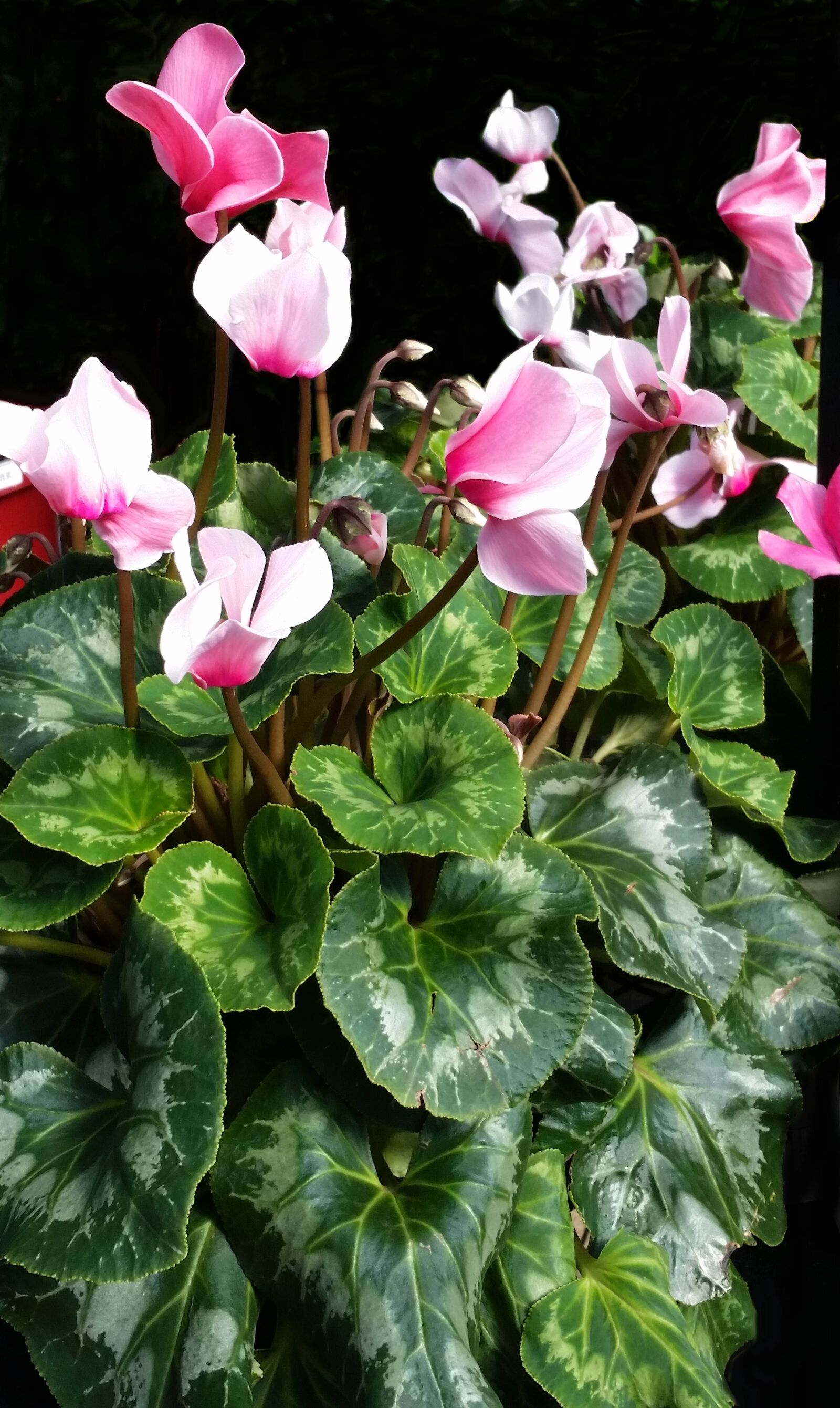 Samsung Galaxy S5 sample photo. Cyclamen, pot plant, nature photography