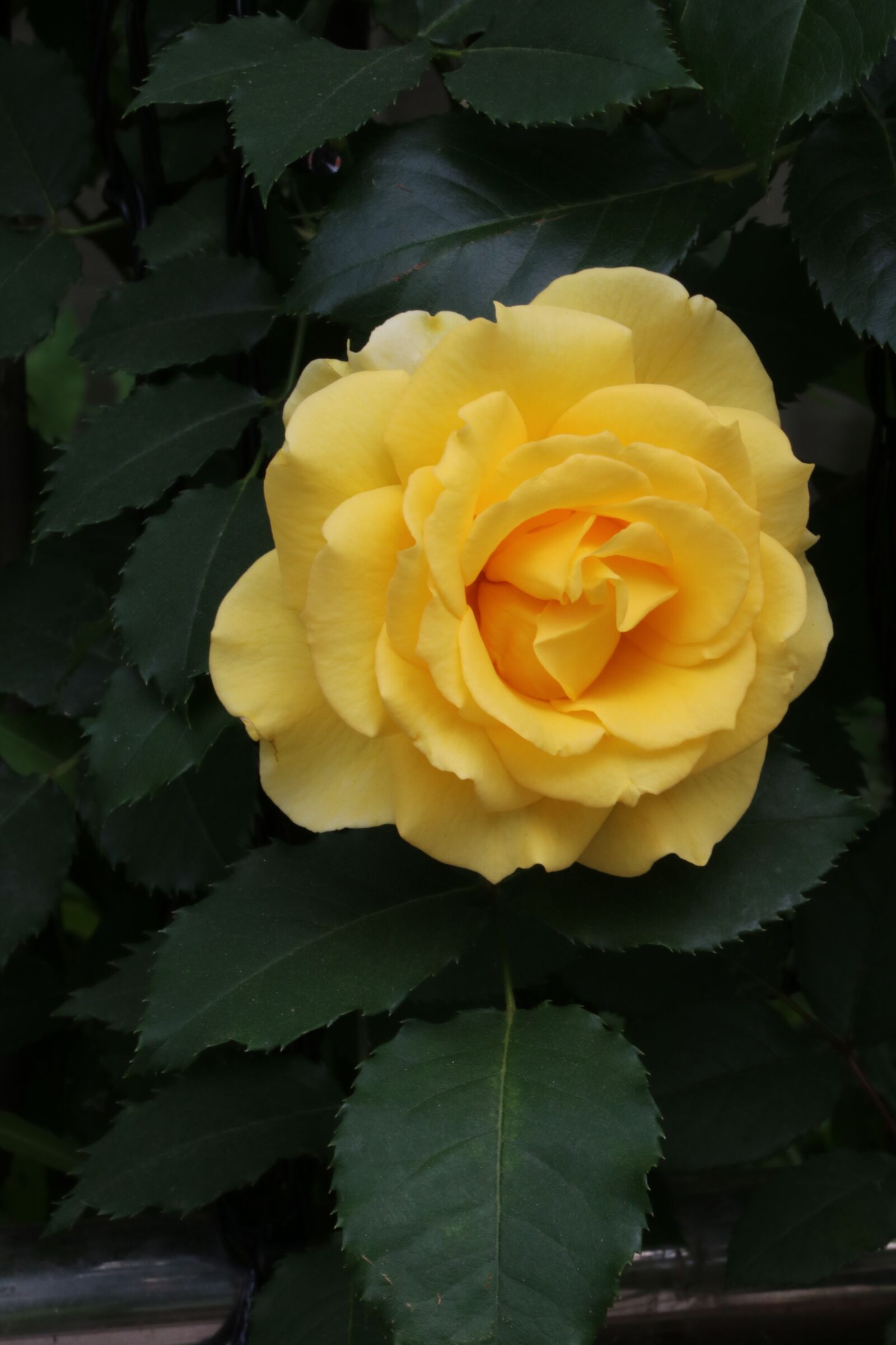 Canon EOS 750D (EOS Rebel T6i / EOS Kiss X8i) sample photo. Rose, rose festival, park photography