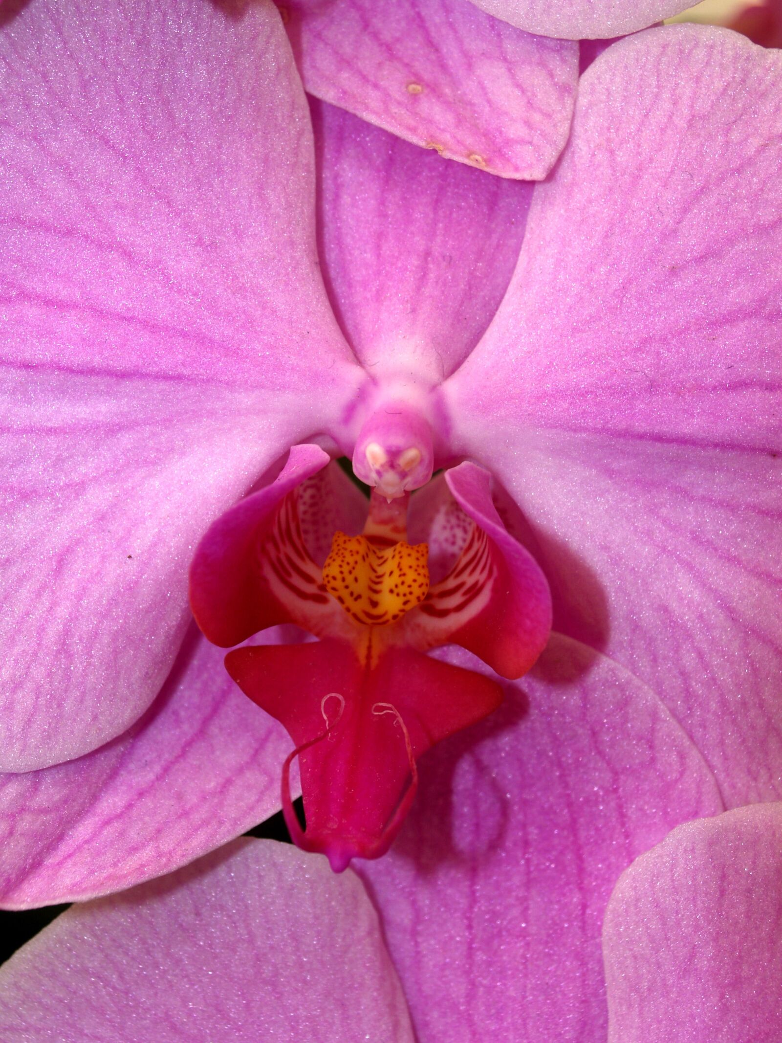 Olympus E-300 (EVOLT E-300) sample photo. Orchid, flower, bright photography