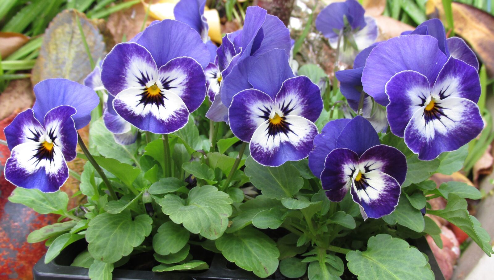 Canon PowerShot SX170 IS sample photo. Pansy, flower, plant photography