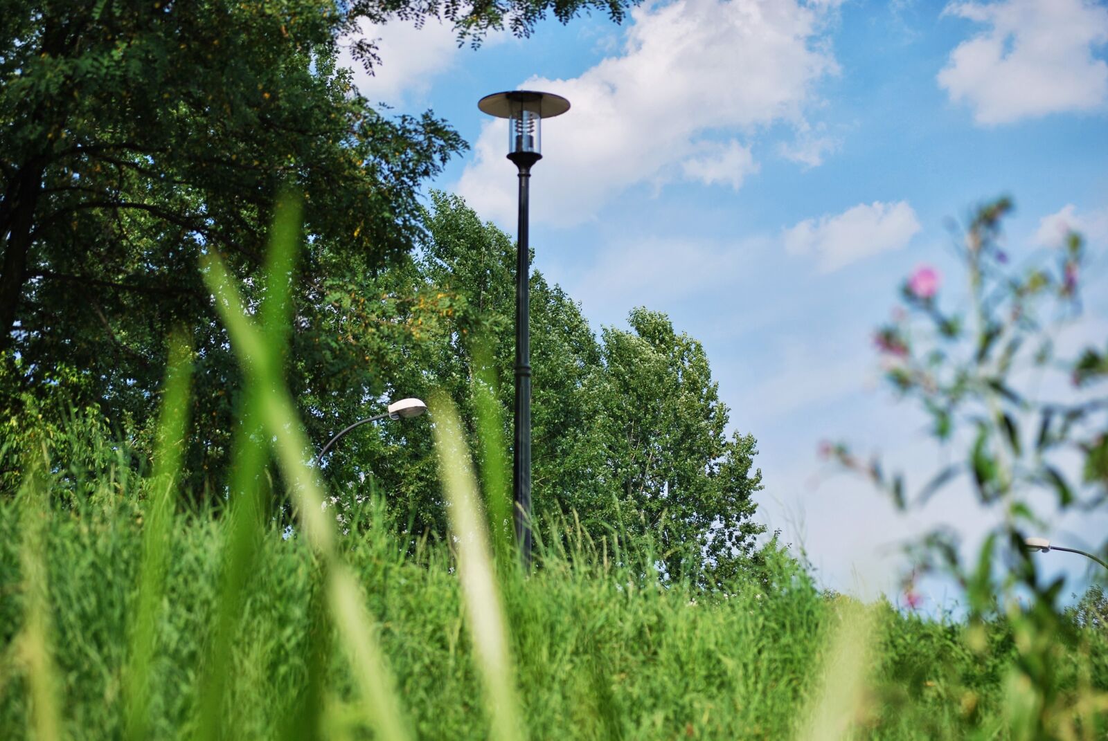 Nikon D60 sample photo. Lantern, grass, green photography