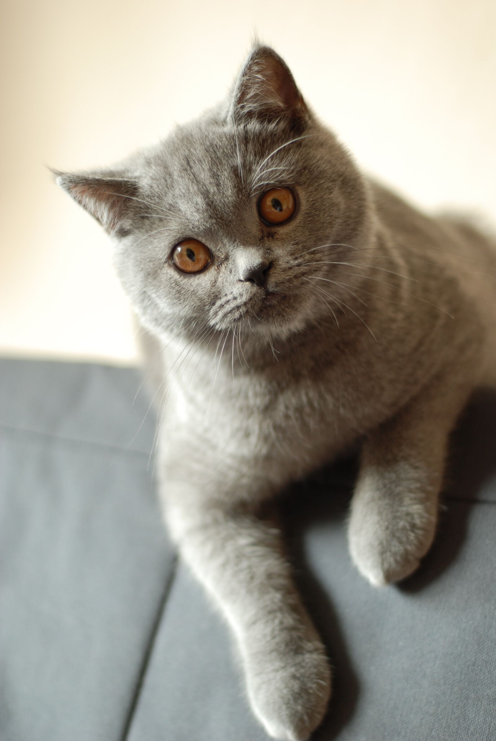 Nikon D80 sample photo. Cat, british shorthair cat photography