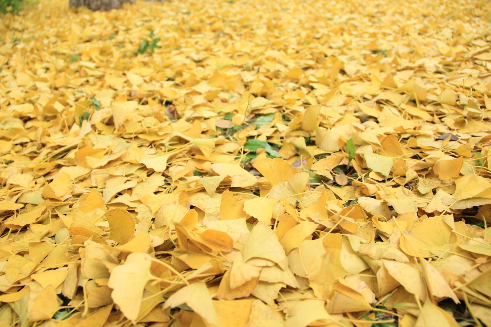 Canon EF-S 18-135mm F3.5-5.6 IS sample photo. Golden yellow, defoliation, autumn photography