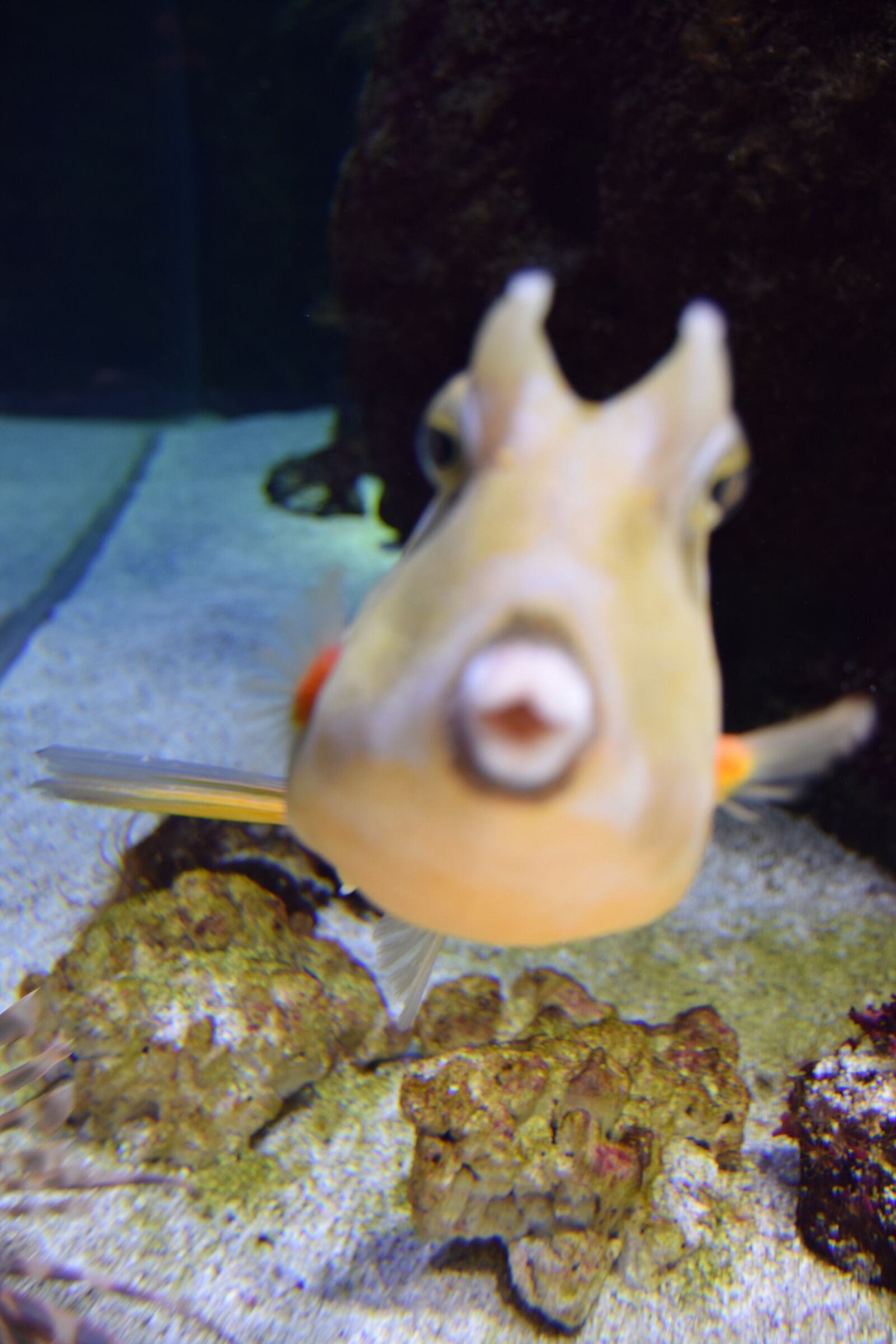 Nikon D3300 sample photo. Fish cow, fish aquarium photography