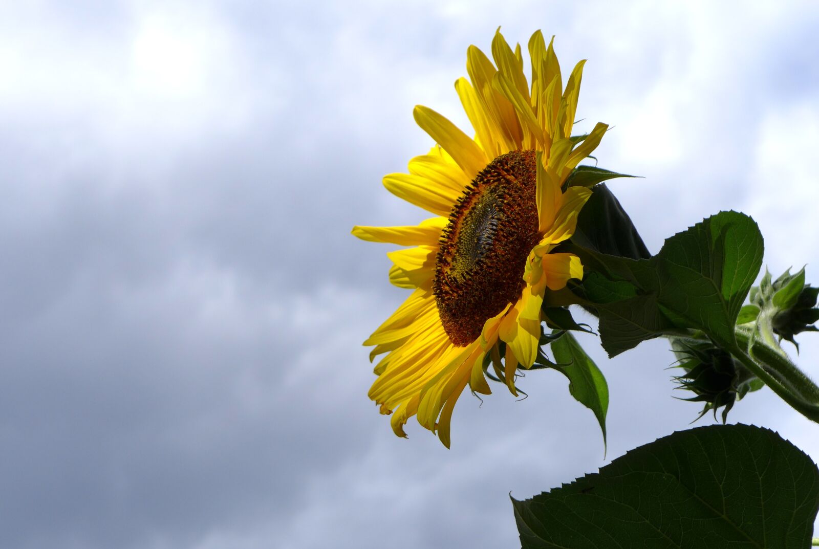 Panasonic Lumix DMC-LX7 sample photo. Sunflower, flower, blossom photography