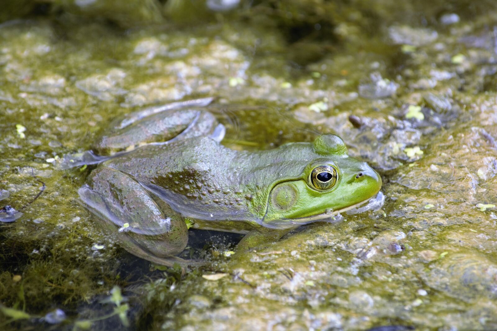 Nikon D7100 sample photo. Frog, bullfrog, closeup photography